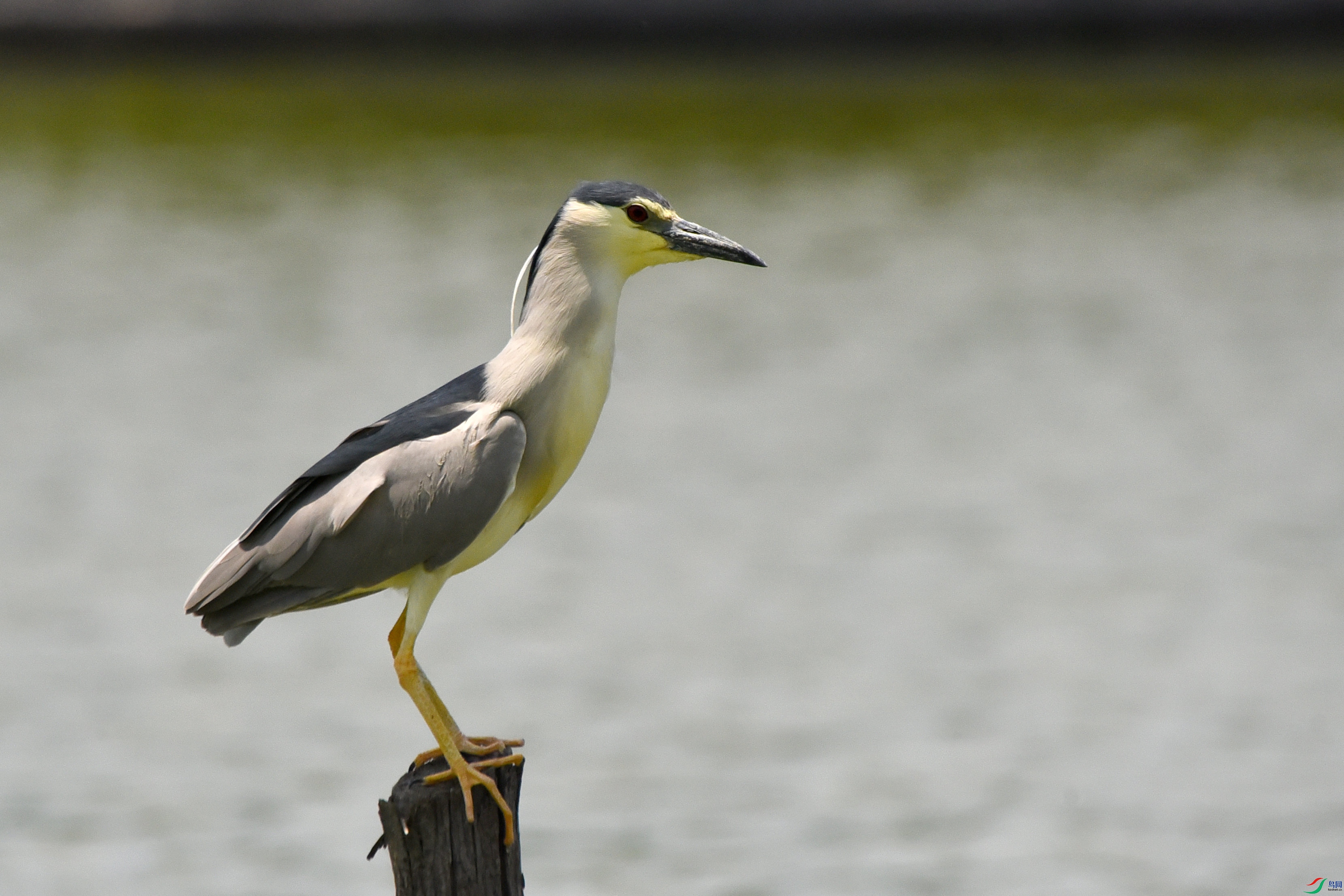 DSC_1511.JPG
