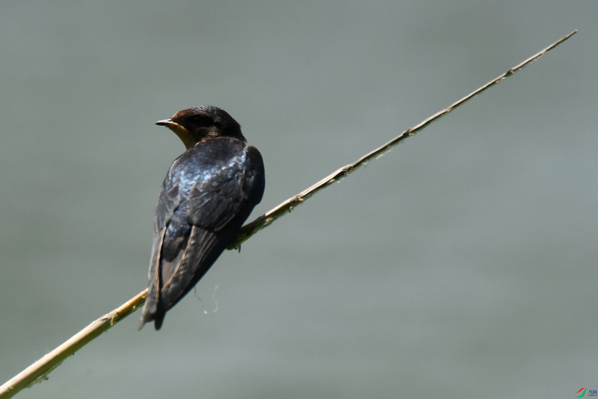 DSC_1558.JPG