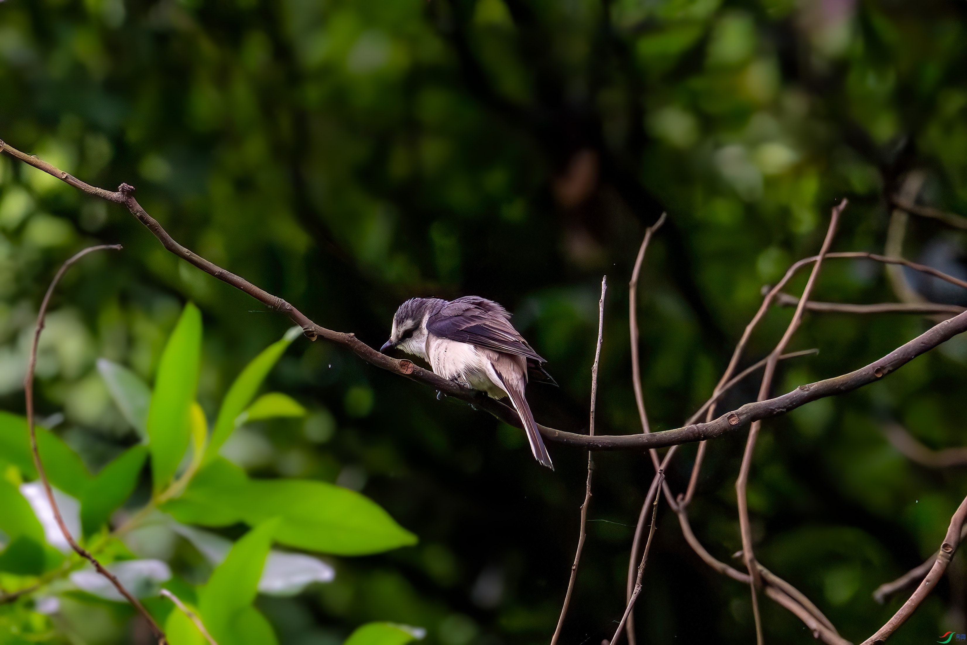 _DSC5596.jpg