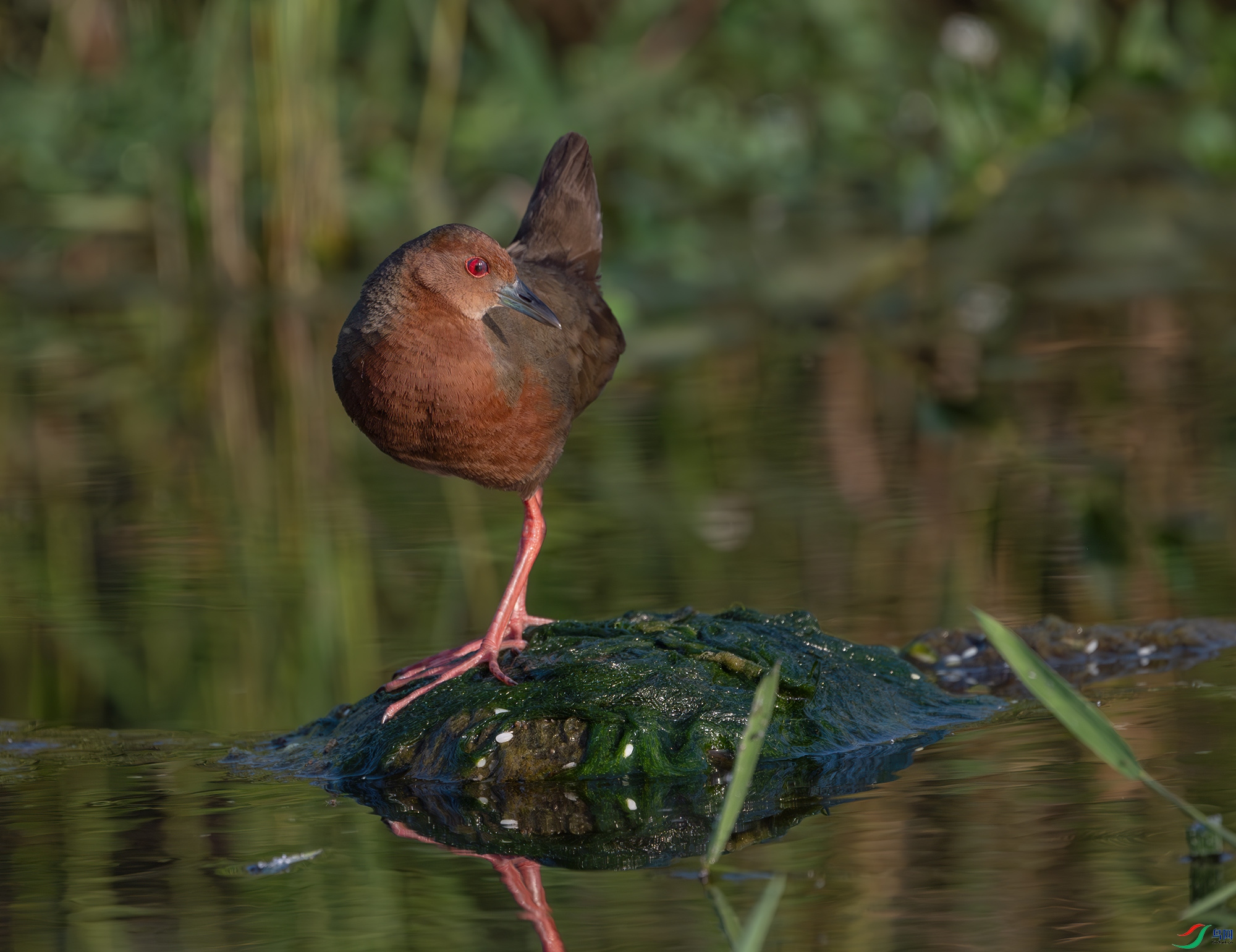 Y25_6262-����ǿ-NR ����.jpg