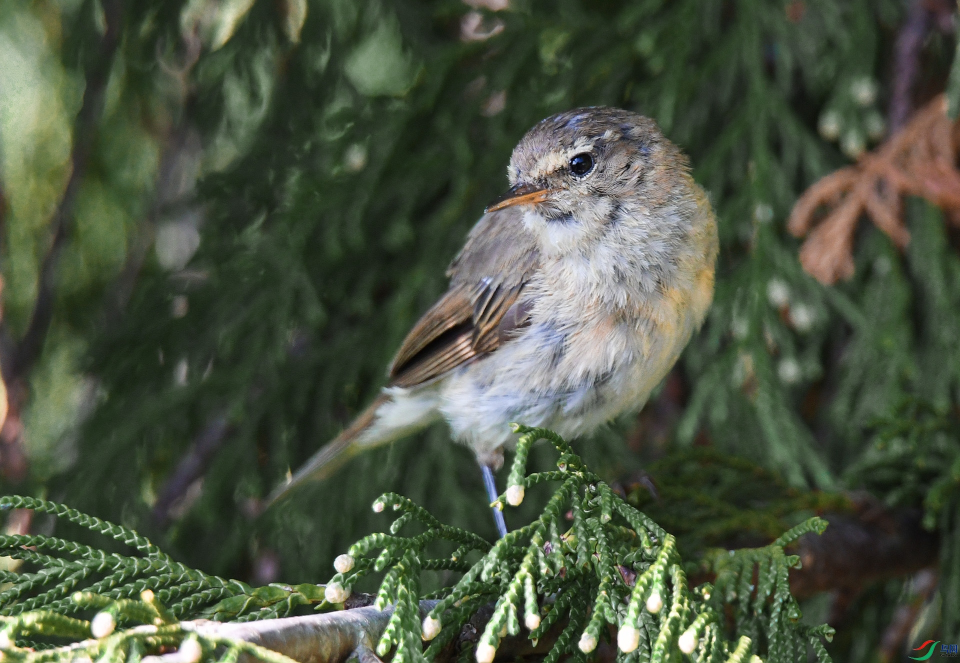 DSC_4563 ����.jpg