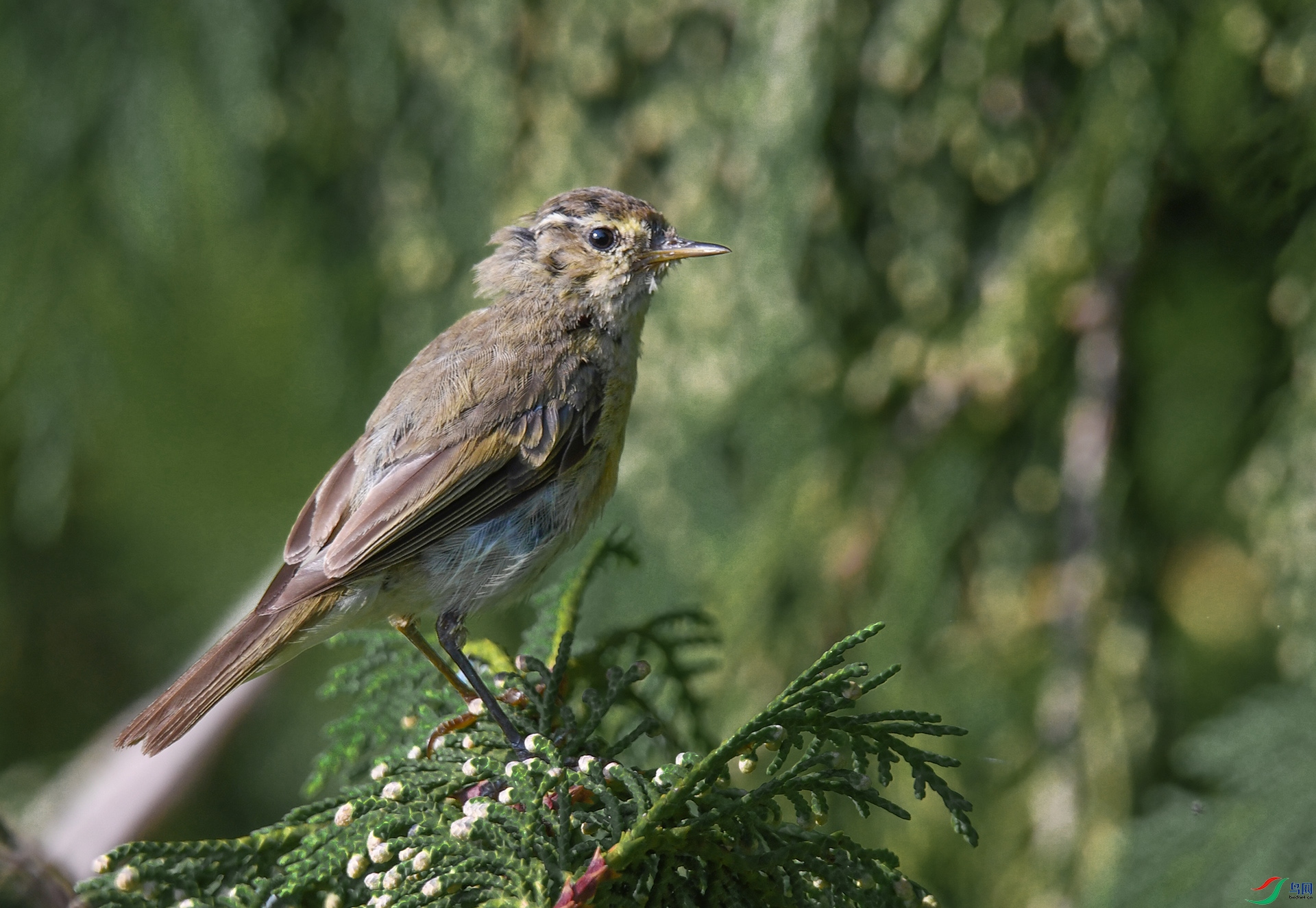 DSC_4569 ����.jpg