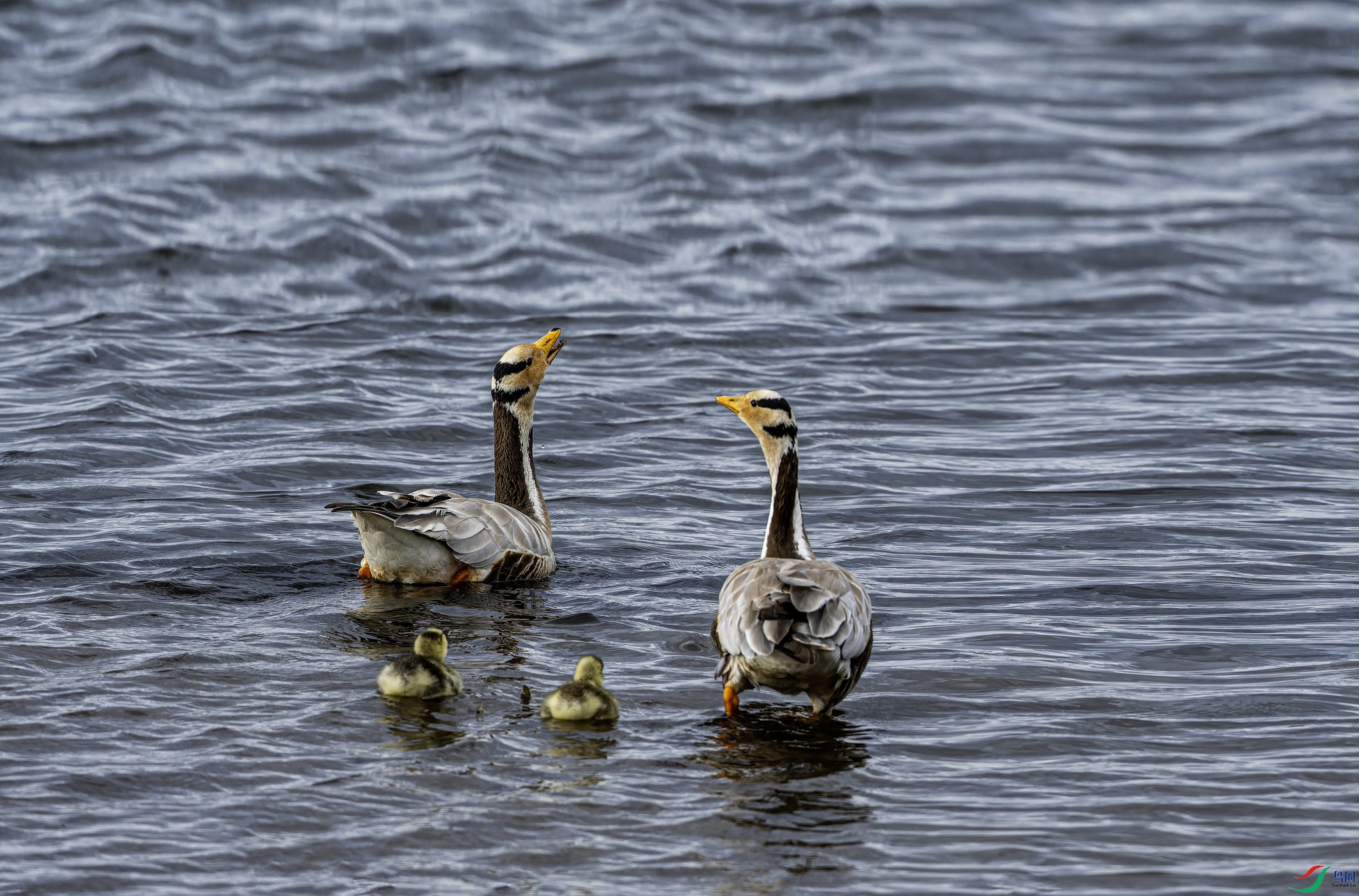 ��ͷ�� (1)-1.jpg