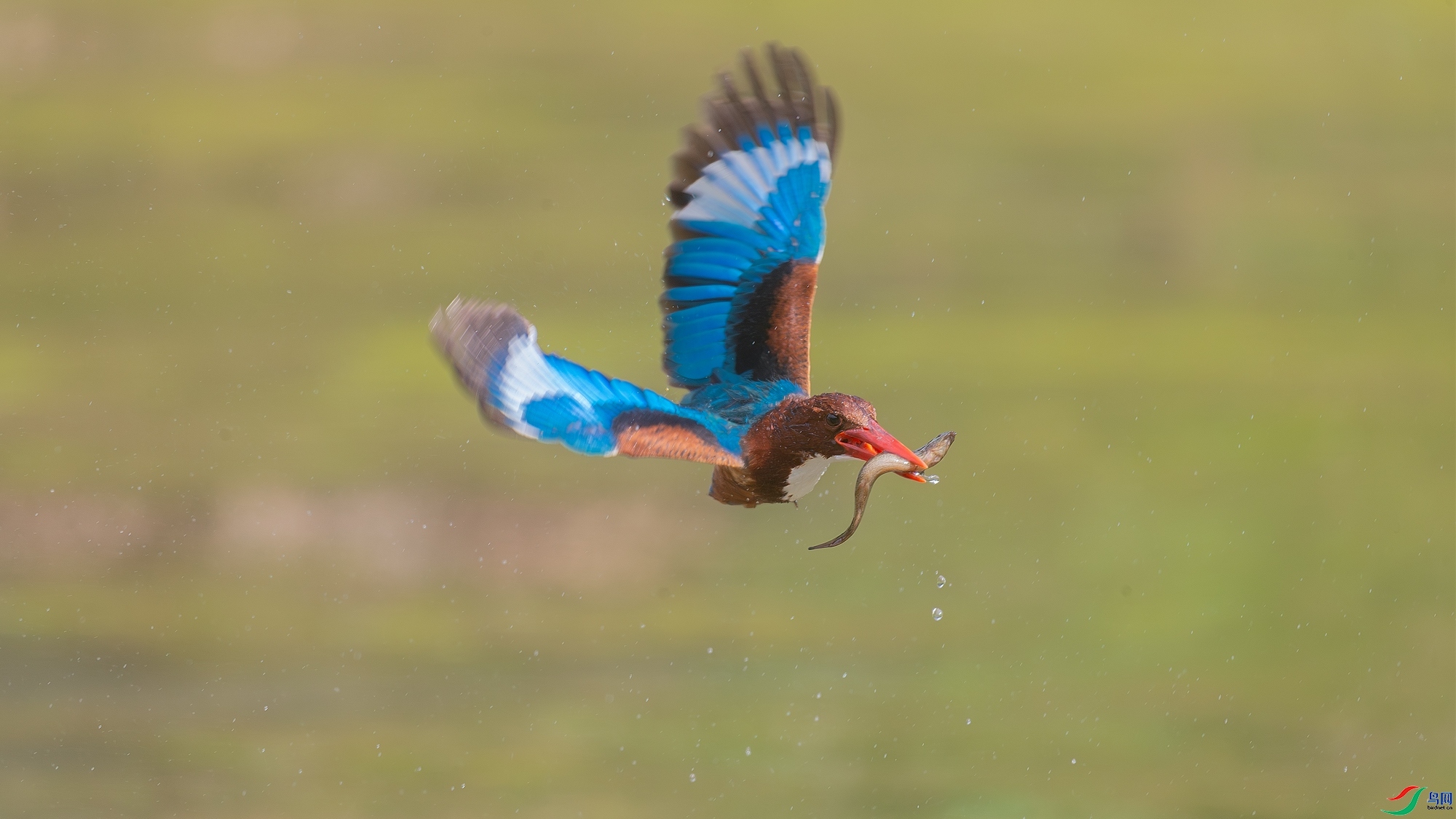 5.12��������ʦ��Ʒ   ��ת�䣨ף���ٻ��Ա������.jpg