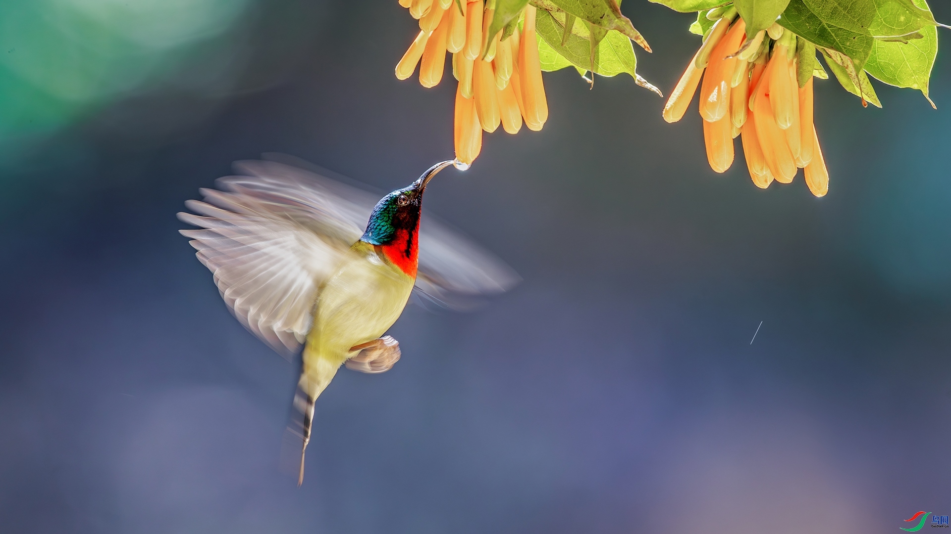 5.13�ƽ�Ҷ��ʦ��Ʒ   ��β̫���� ��ף���ٻ���Ӱʦ������.jpg