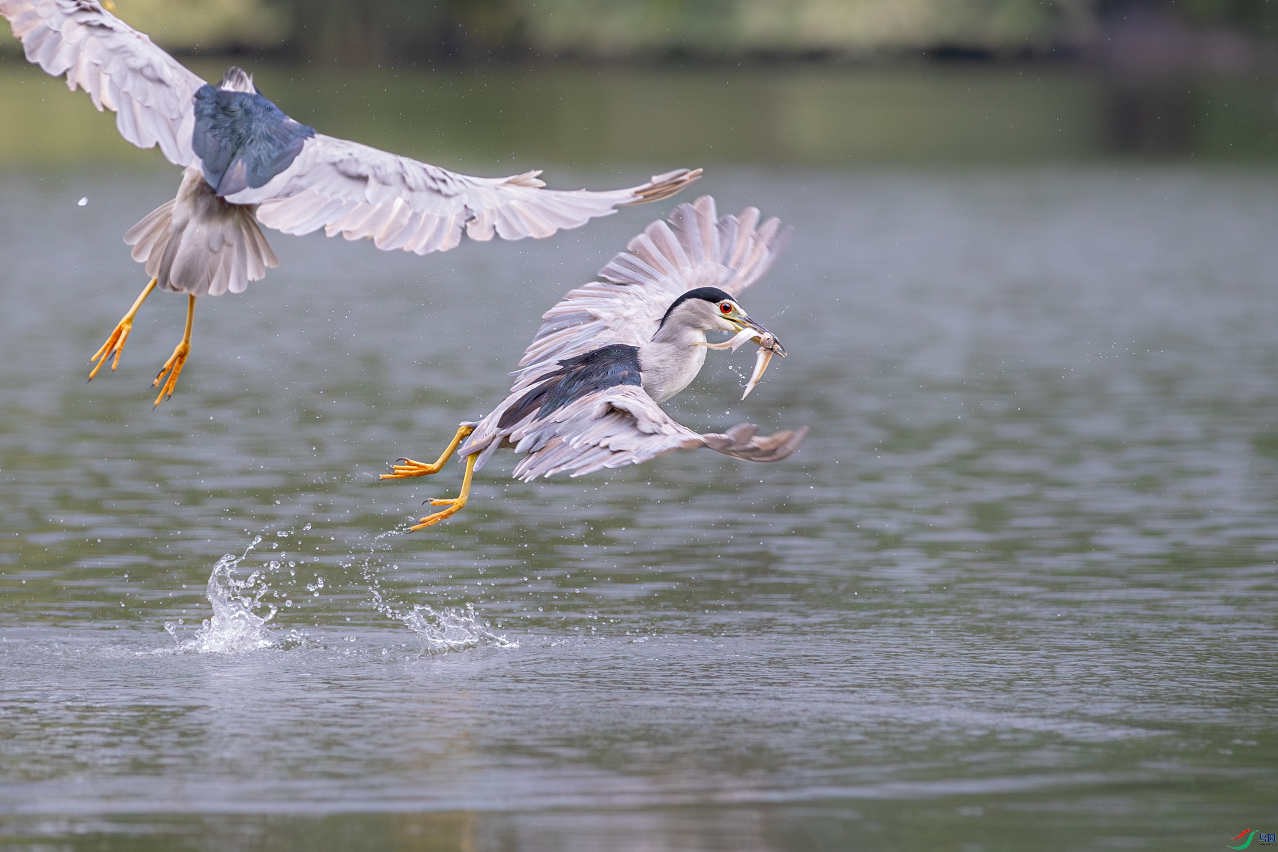 A15I3869-����ǿ-NR ����.jpg