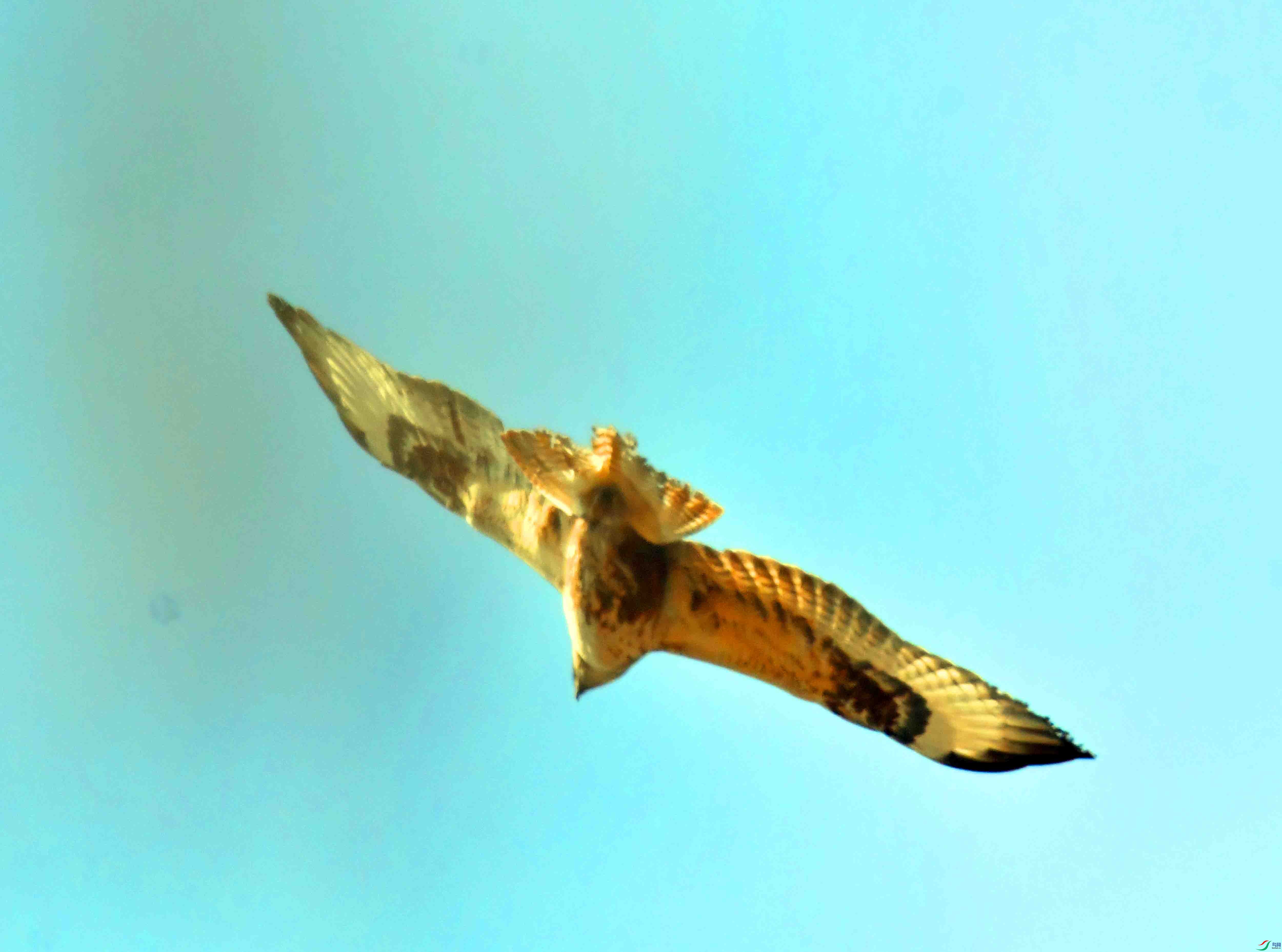 DSC_0906.JPG