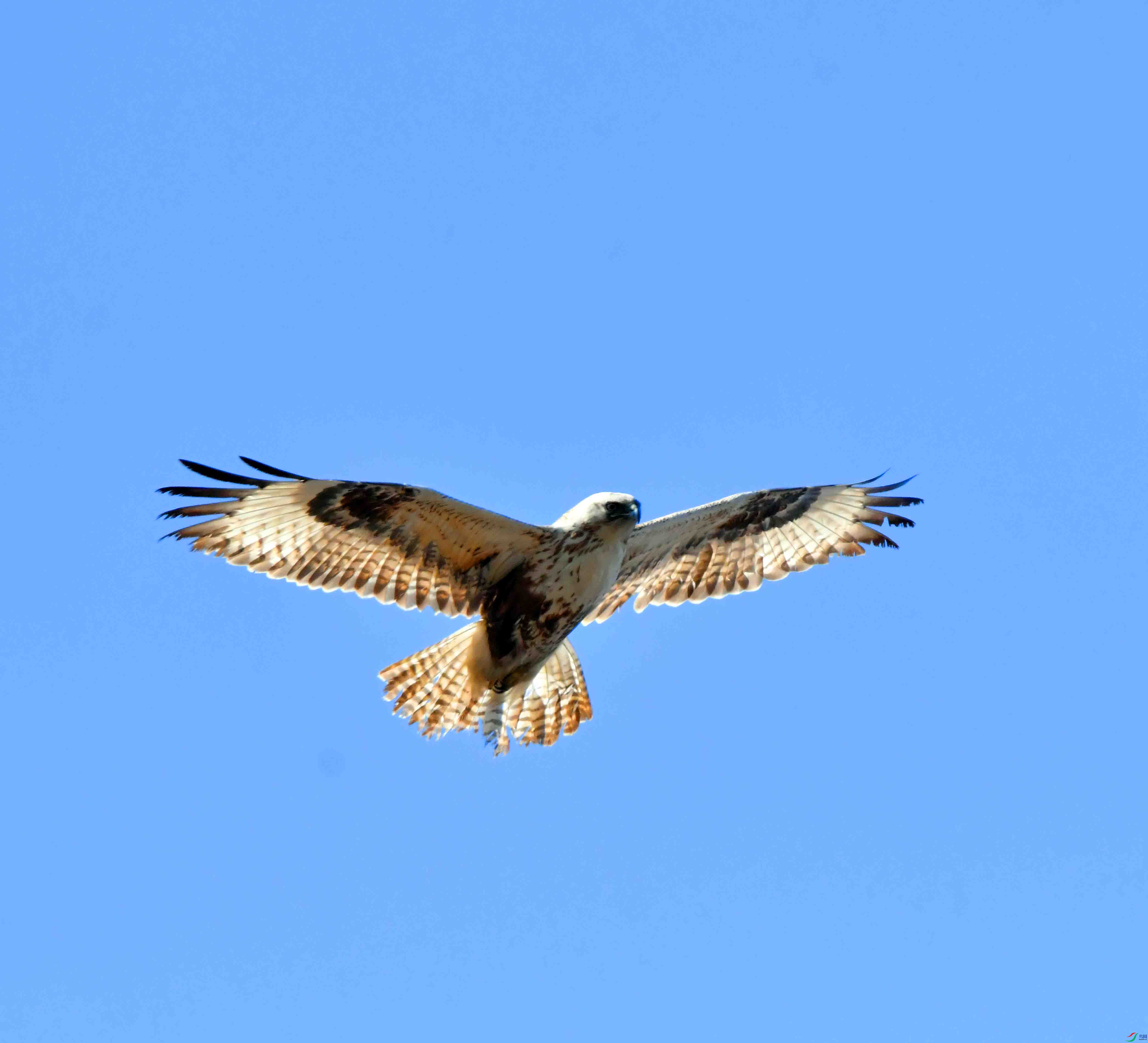 DSC_0920.JPG