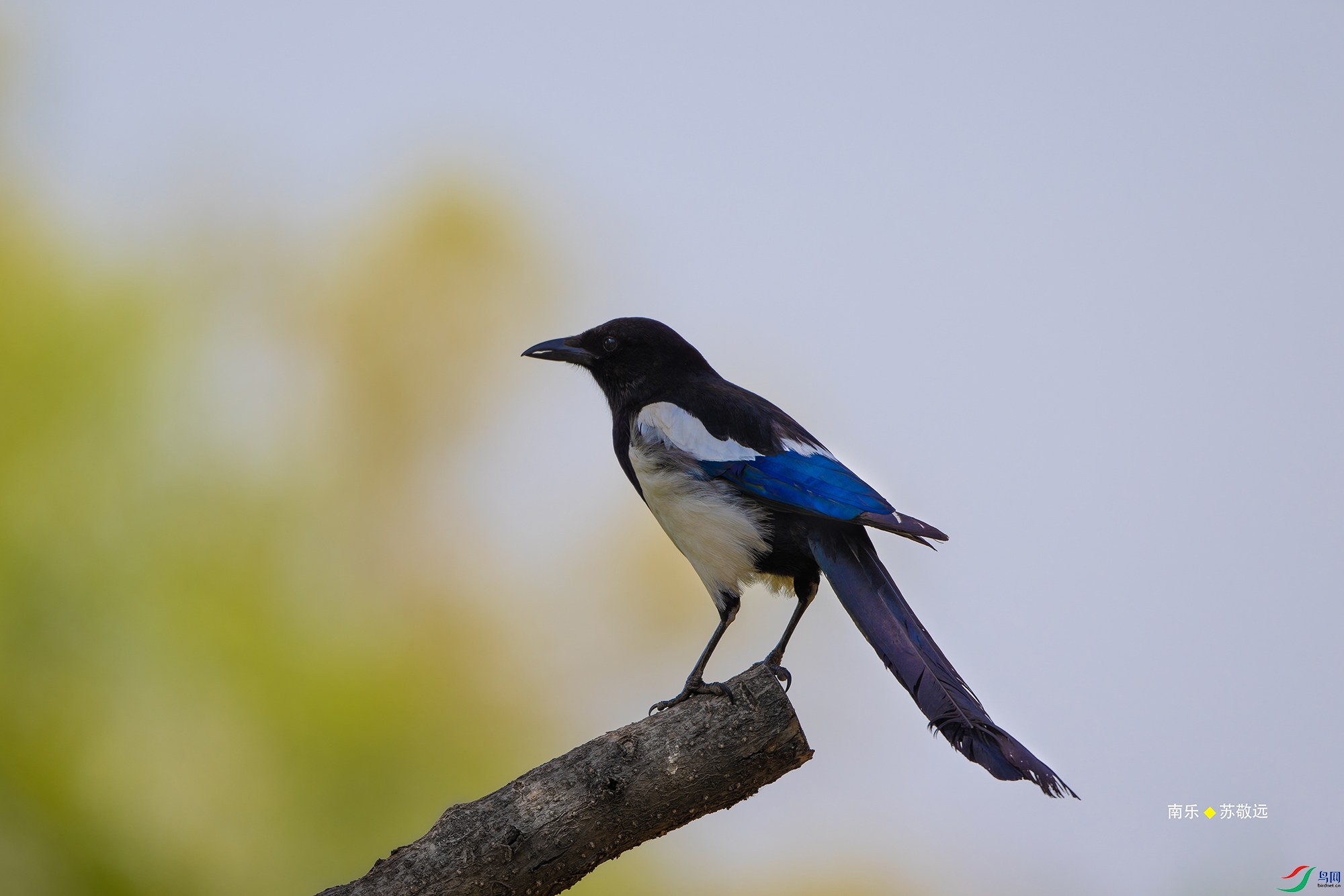 _DSC4981-NEF_DxO_С.jpg