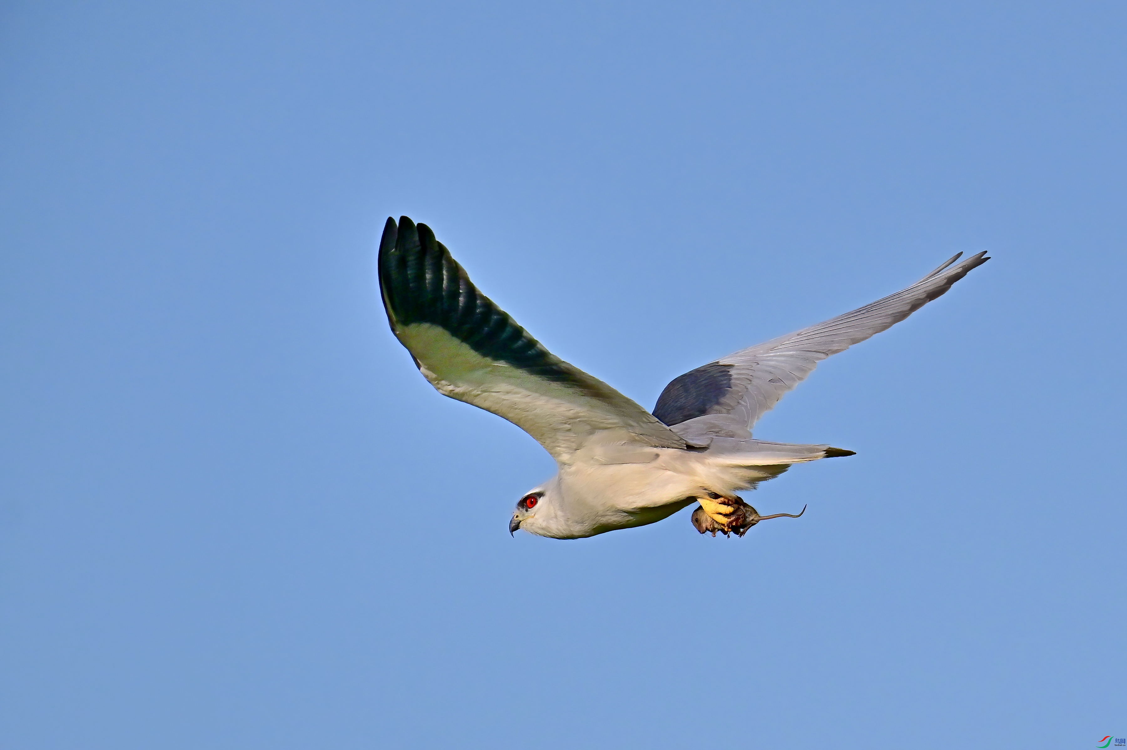 DSC_4254-DeNoiseAI-denoise.jpg