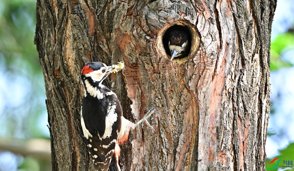 DSC_6476.JPG