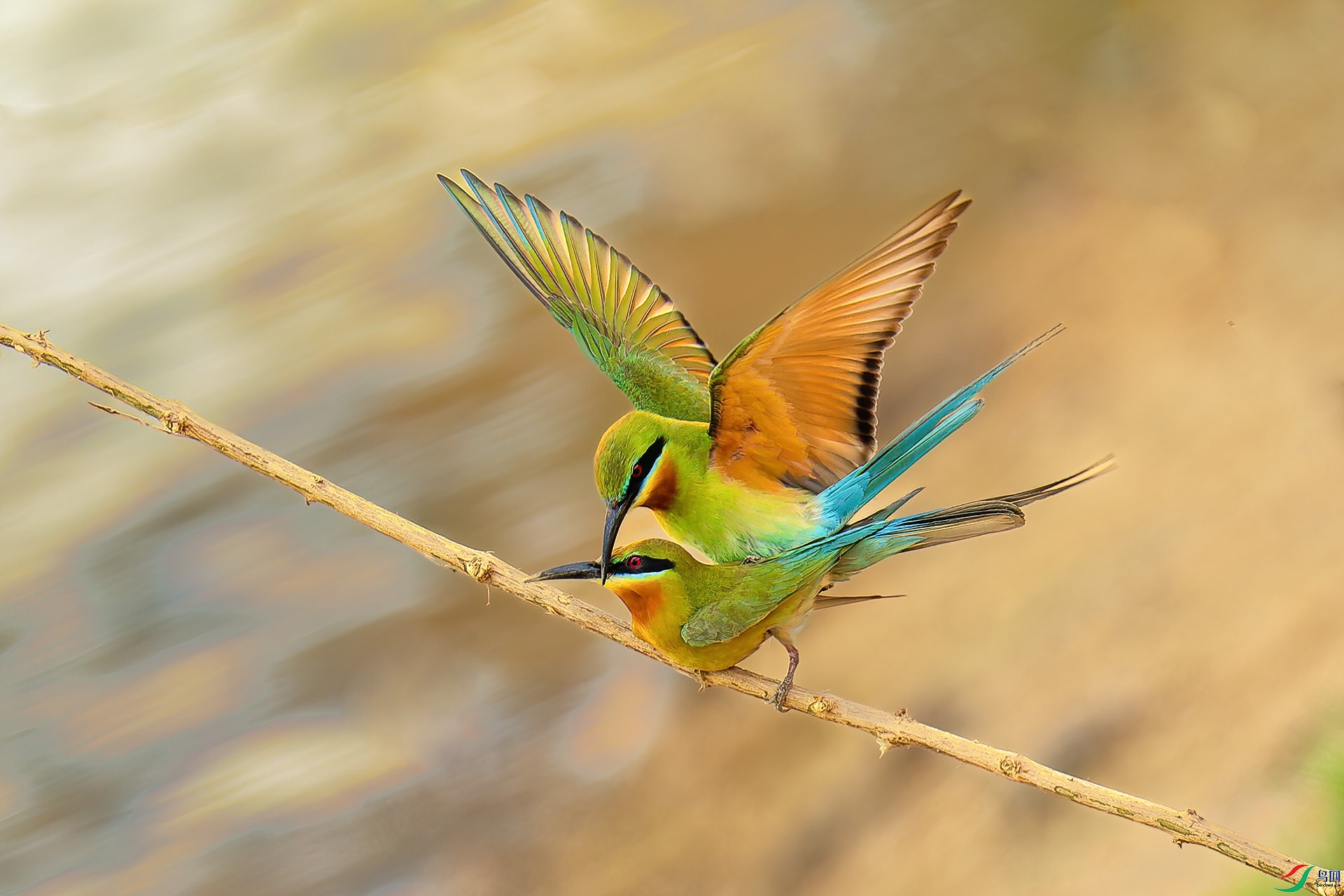 DSC_5517-1.jpg