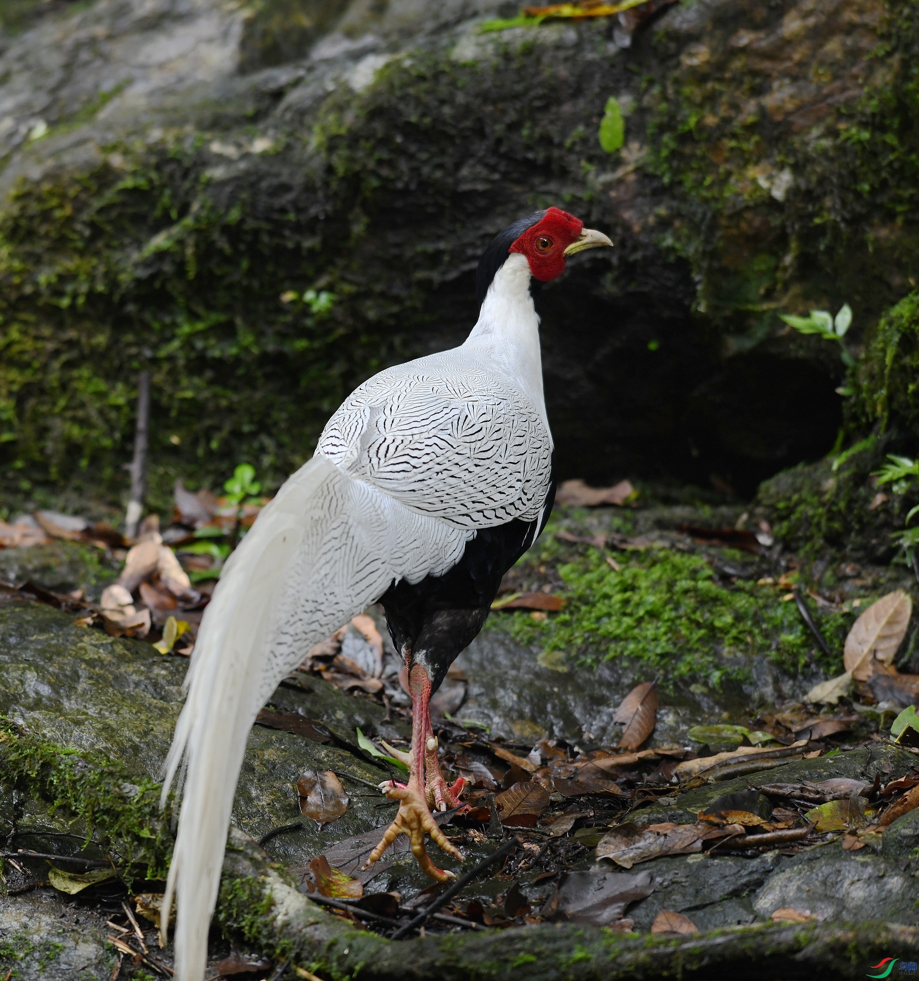 DSC_4668.jpg