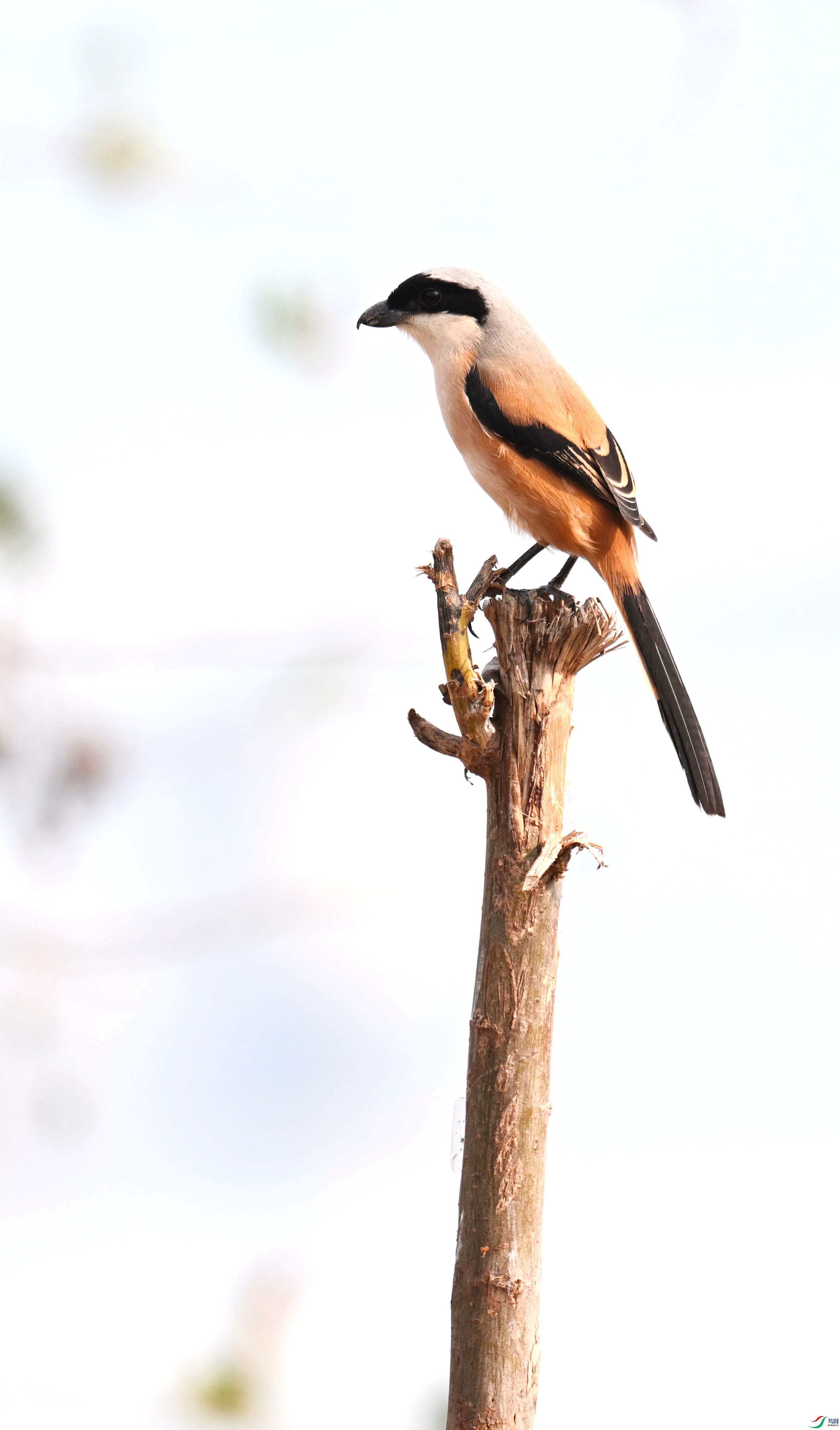 DSC_5933.jpg