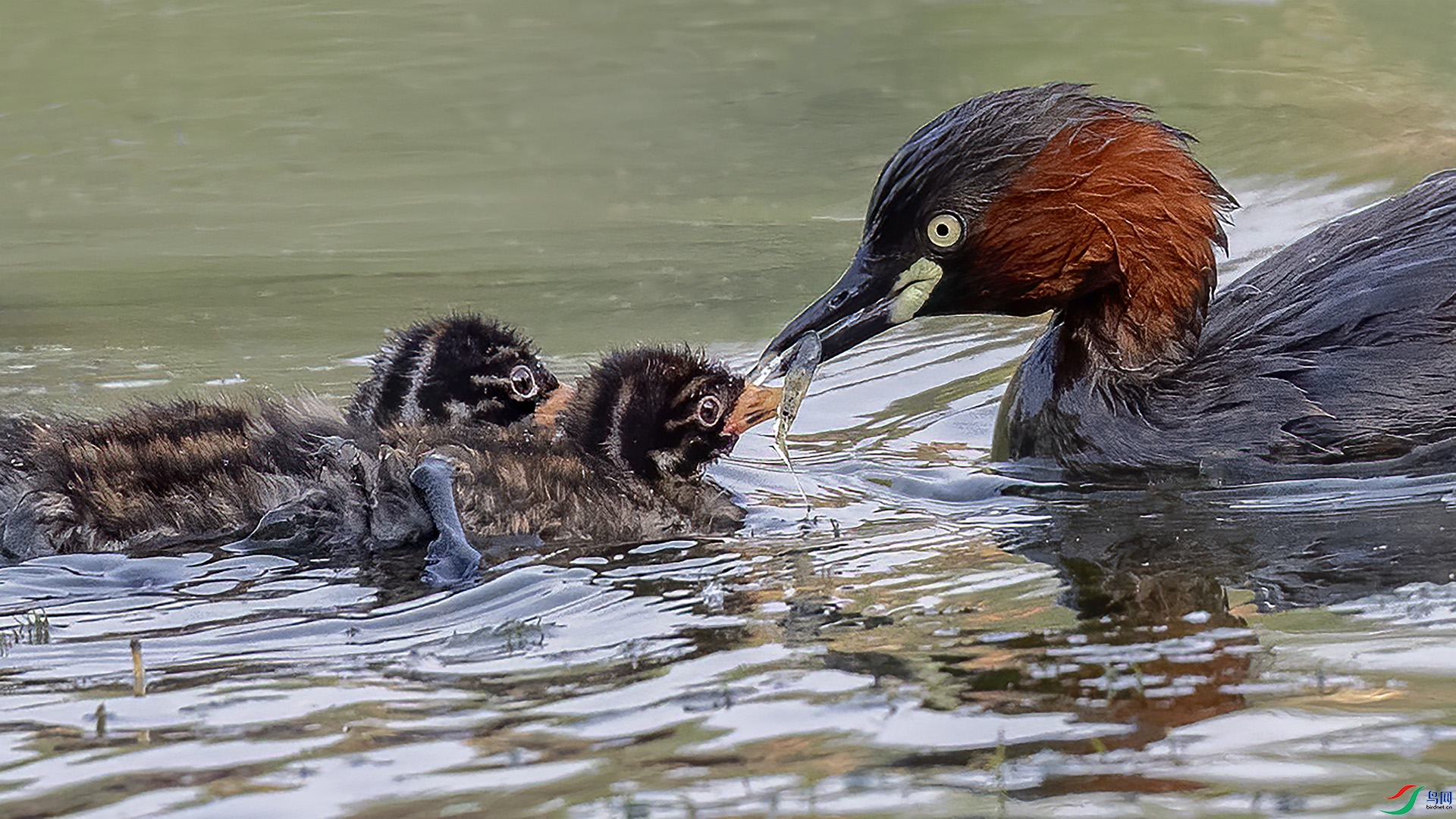 DSC_5068-.jpg