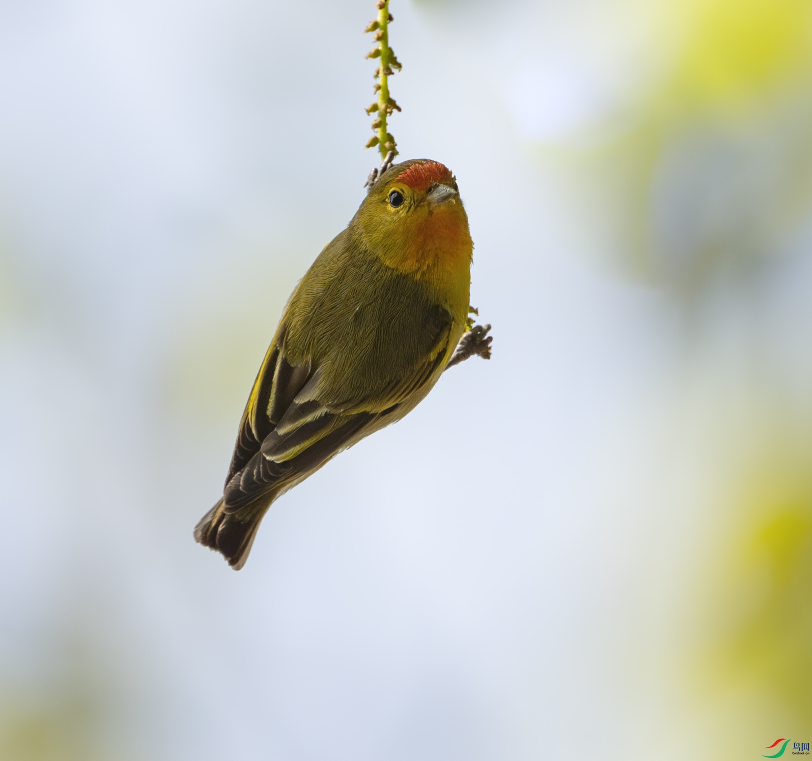 DSC_3535-����ǿ-NR ����.jpg