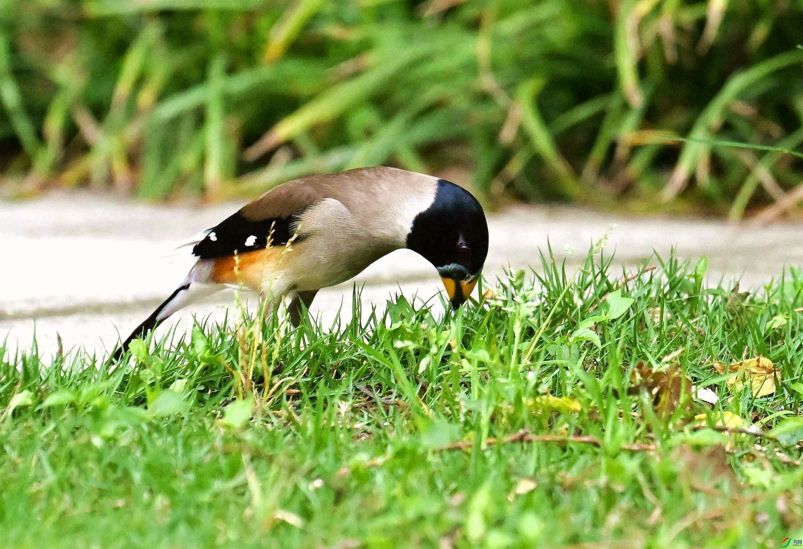 DSC_9786_����.jpg