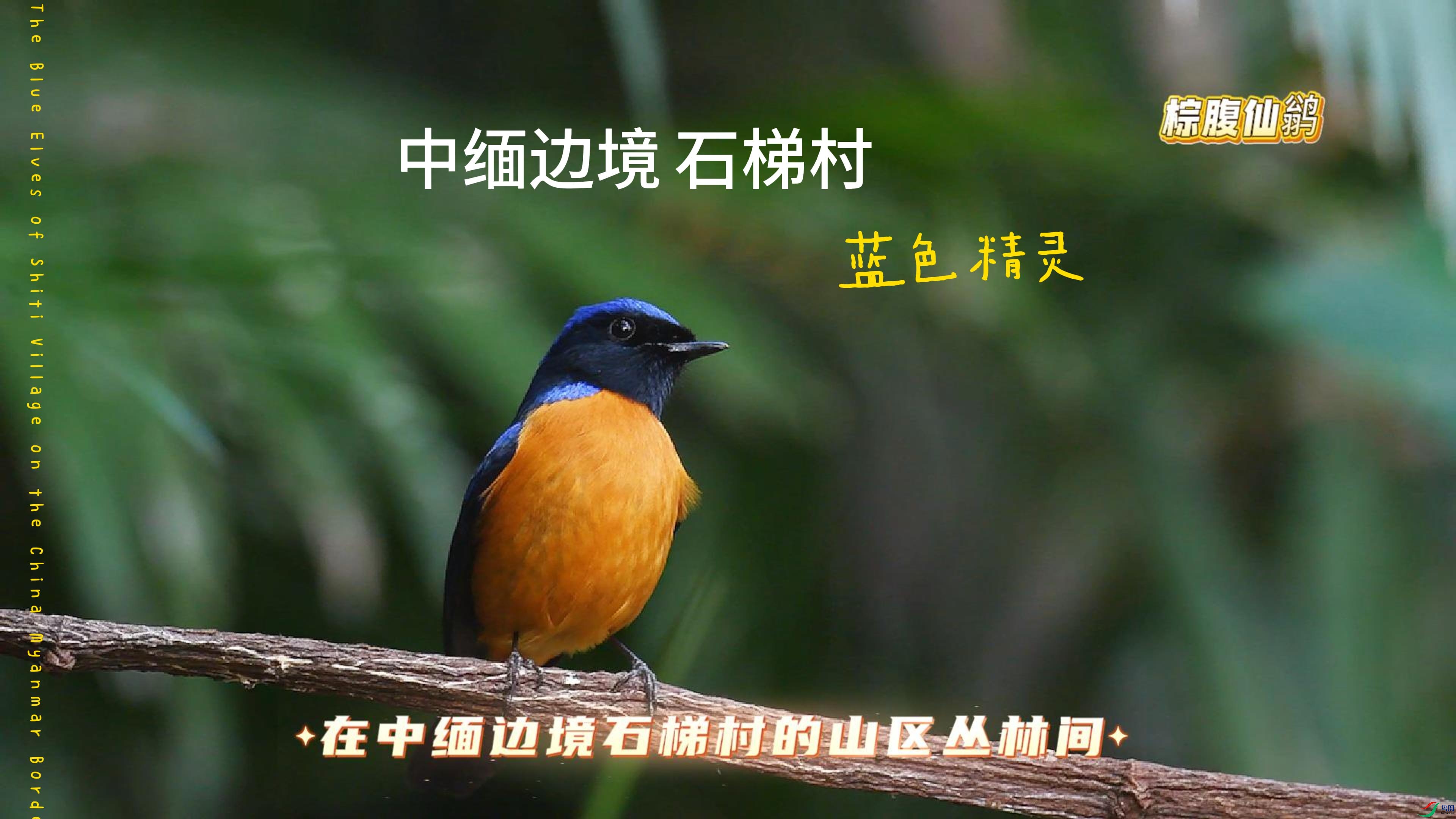 ����߾� ʯ�ݴ����ɫ����-����.jpg