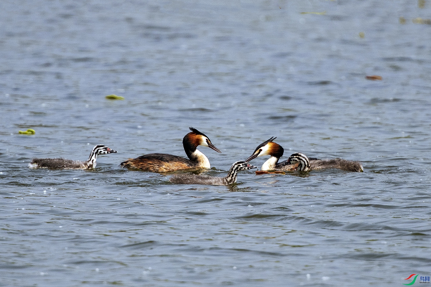 �������� ����.jpg