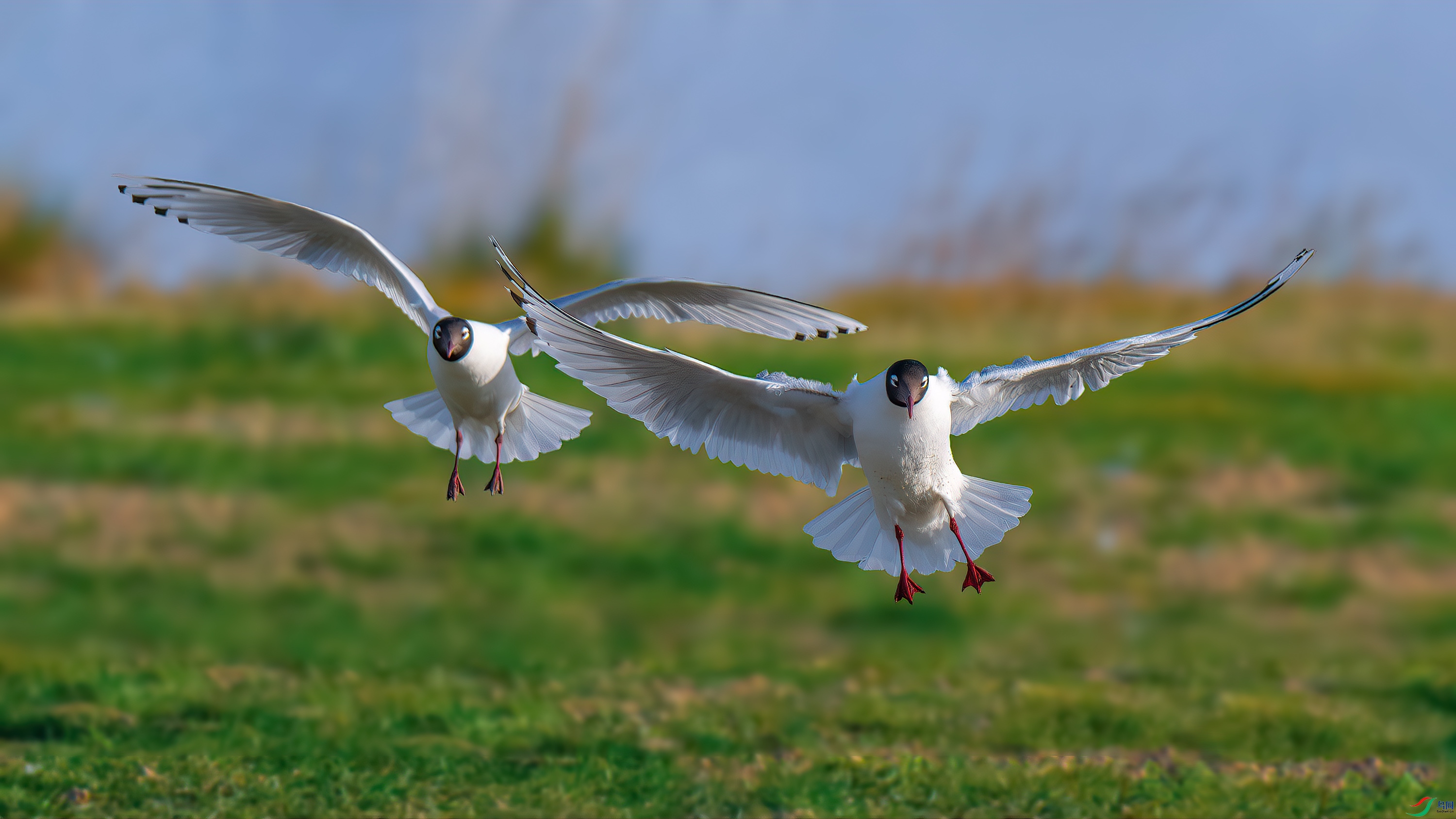 DSC_5097-����ǿ-NR.jpg