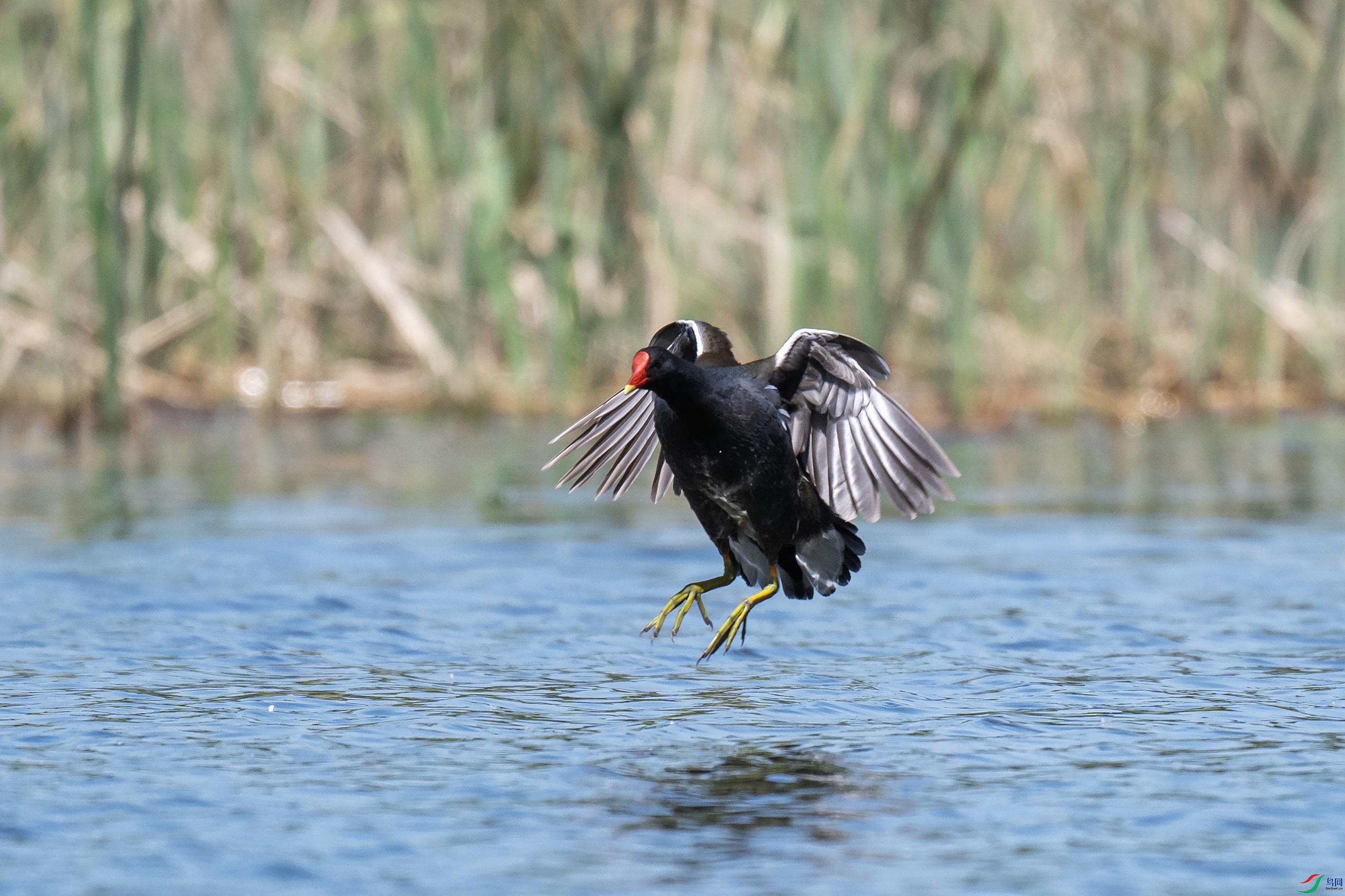 DSC_9336 ����.jpg