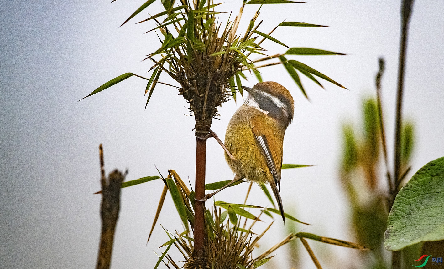 DSC_6614 ����.jpg