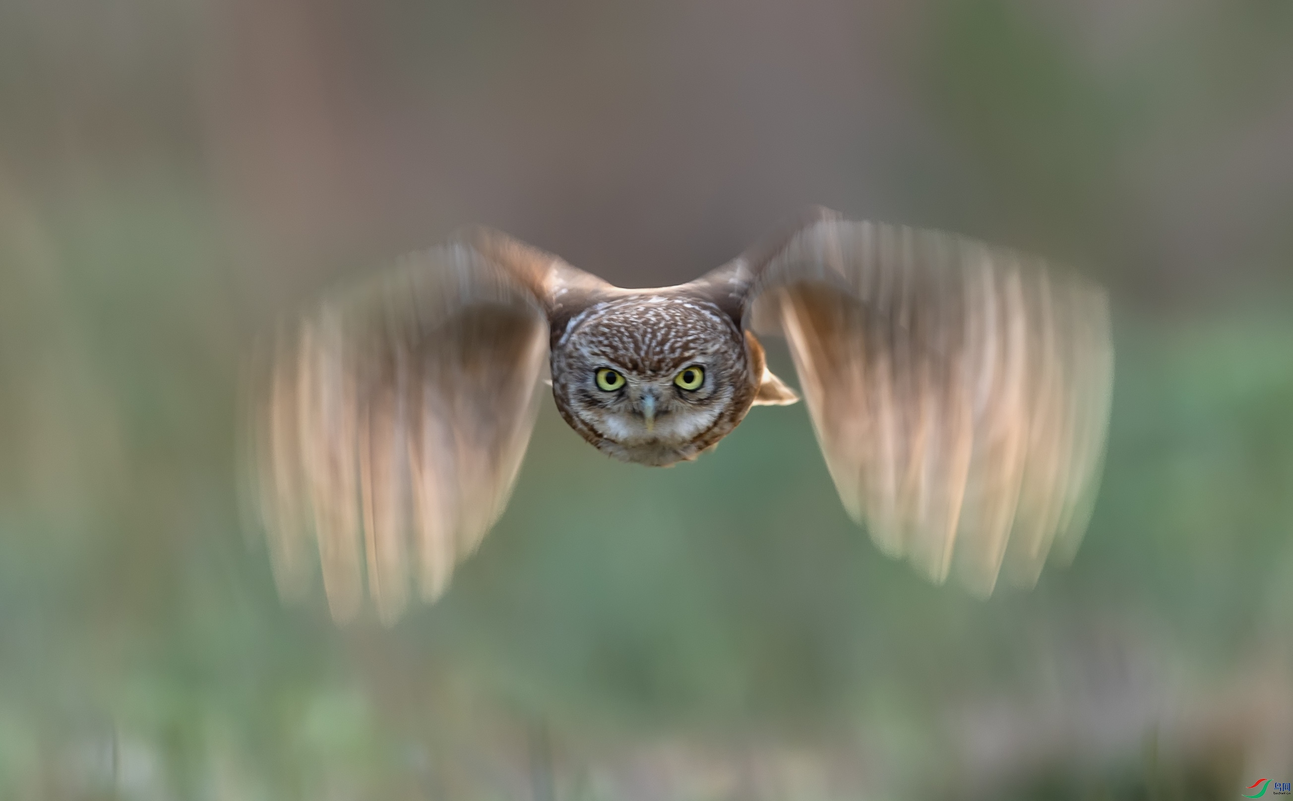 ���Ƹ�С�^