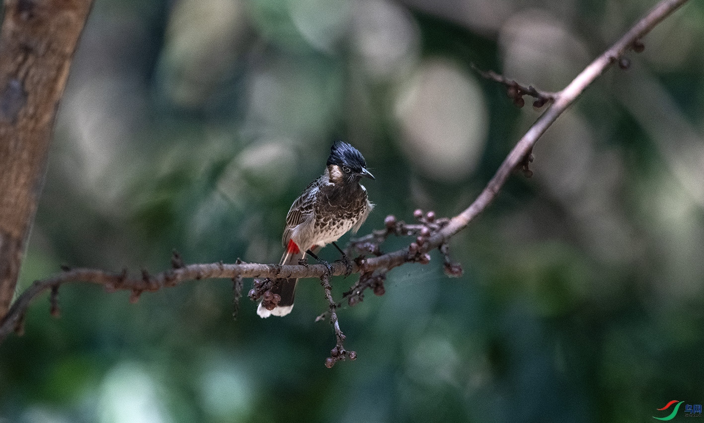 DSC_9695 ����.jpg