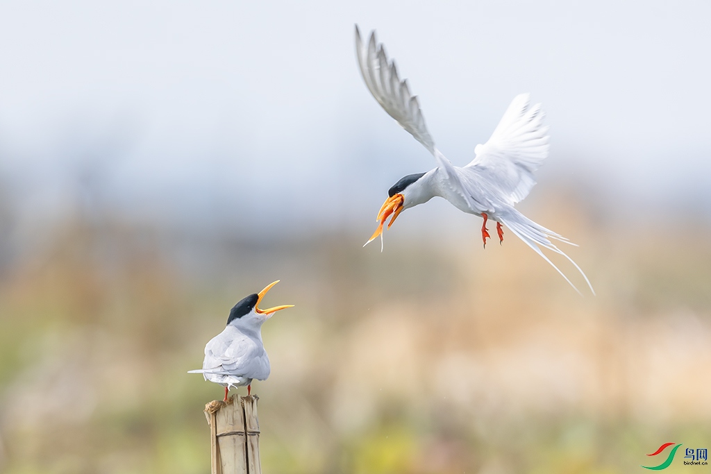 0F7A3386 ����.jpg