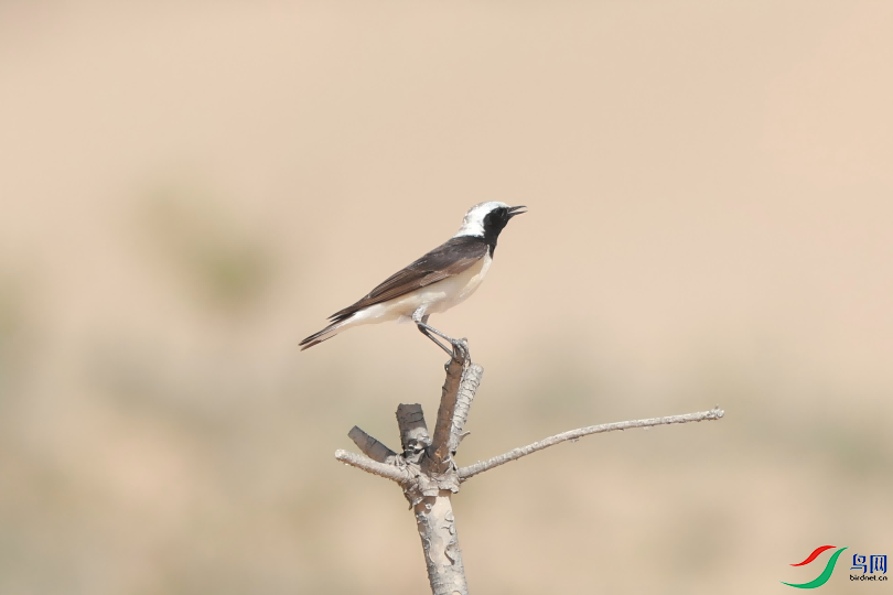 ˵�Ǻ�����䳭