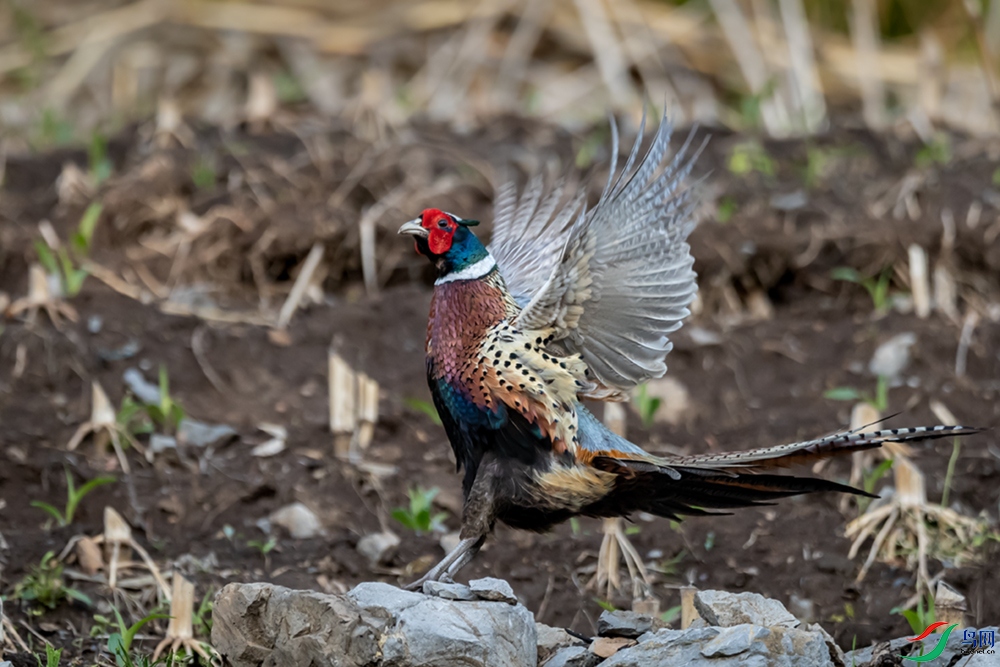 A63I1957 ����2.jpg