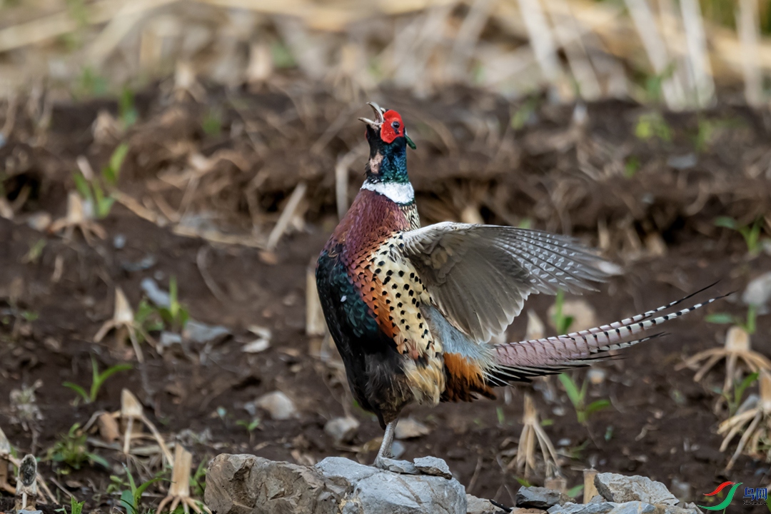 A63I1946 ����.jpg