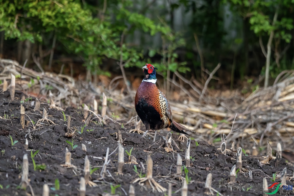 A63I1594 ����.jpg