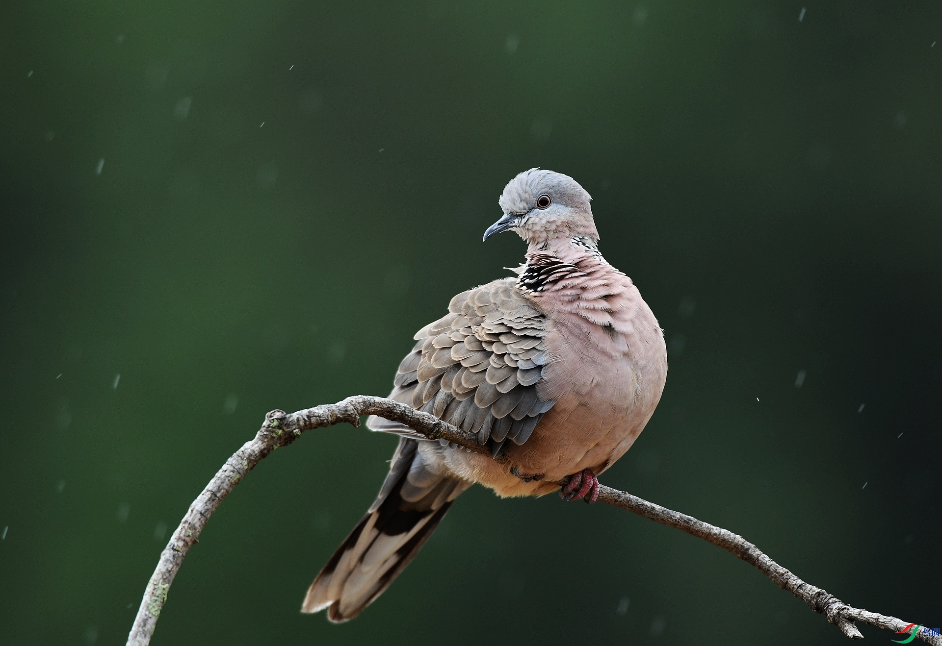 DSC_7016.jpg
