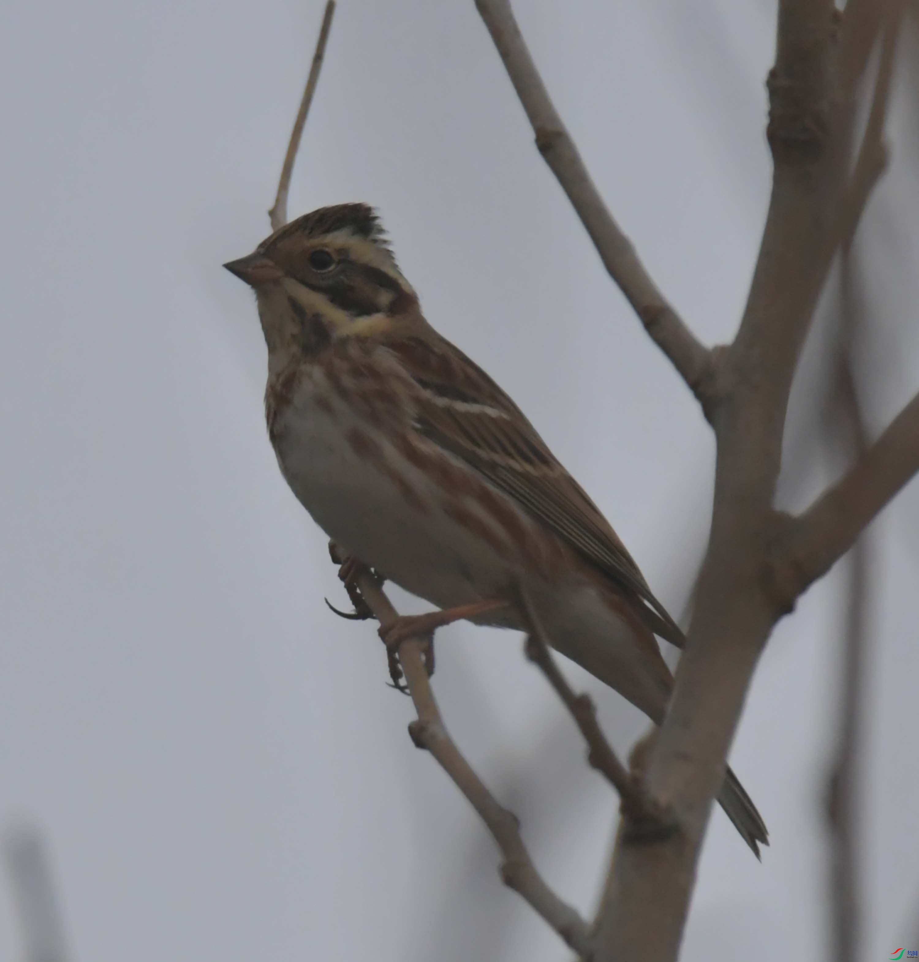 DSC_3787.JPG