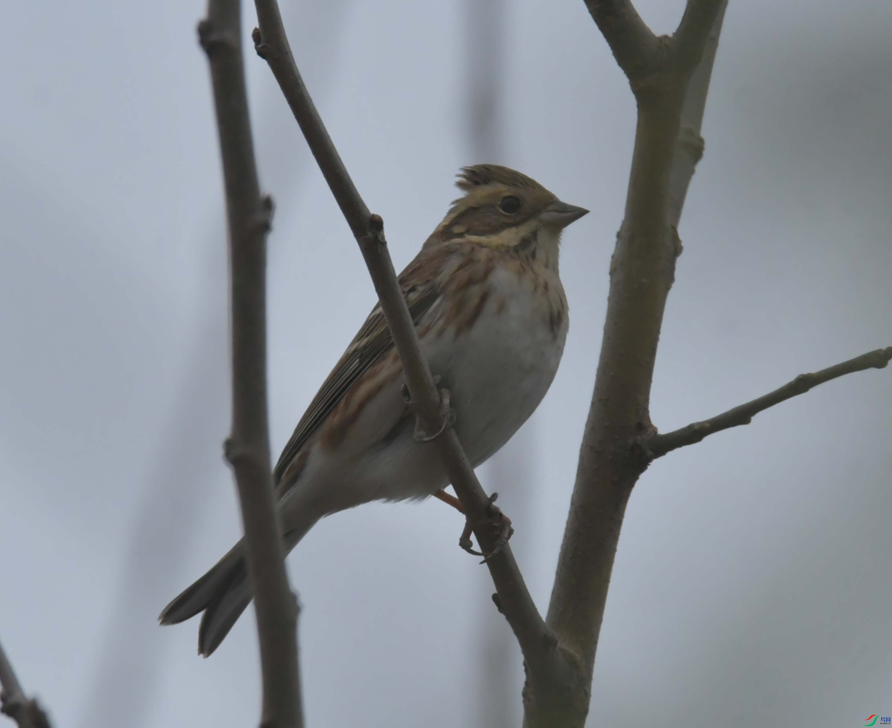 DSC_4339.JPG