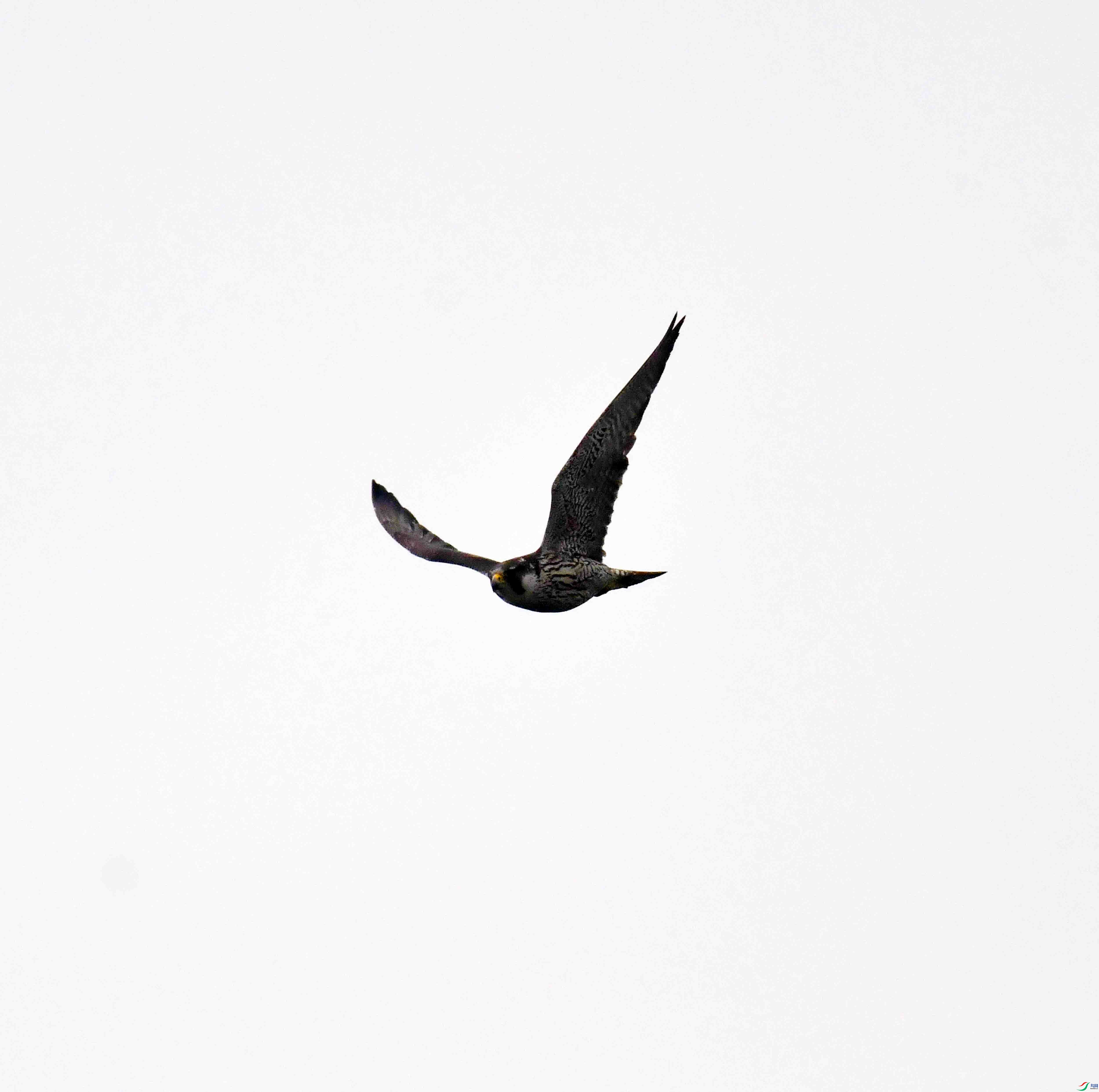 DSC_2819.JPG