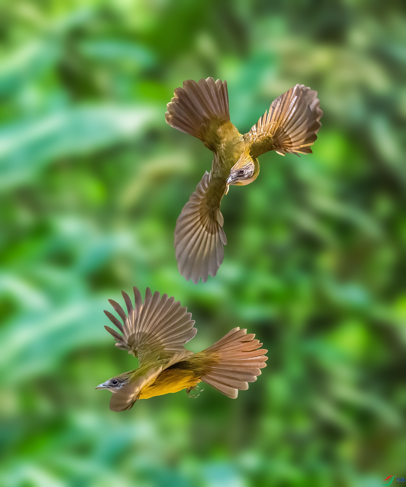 �Ƹ�����