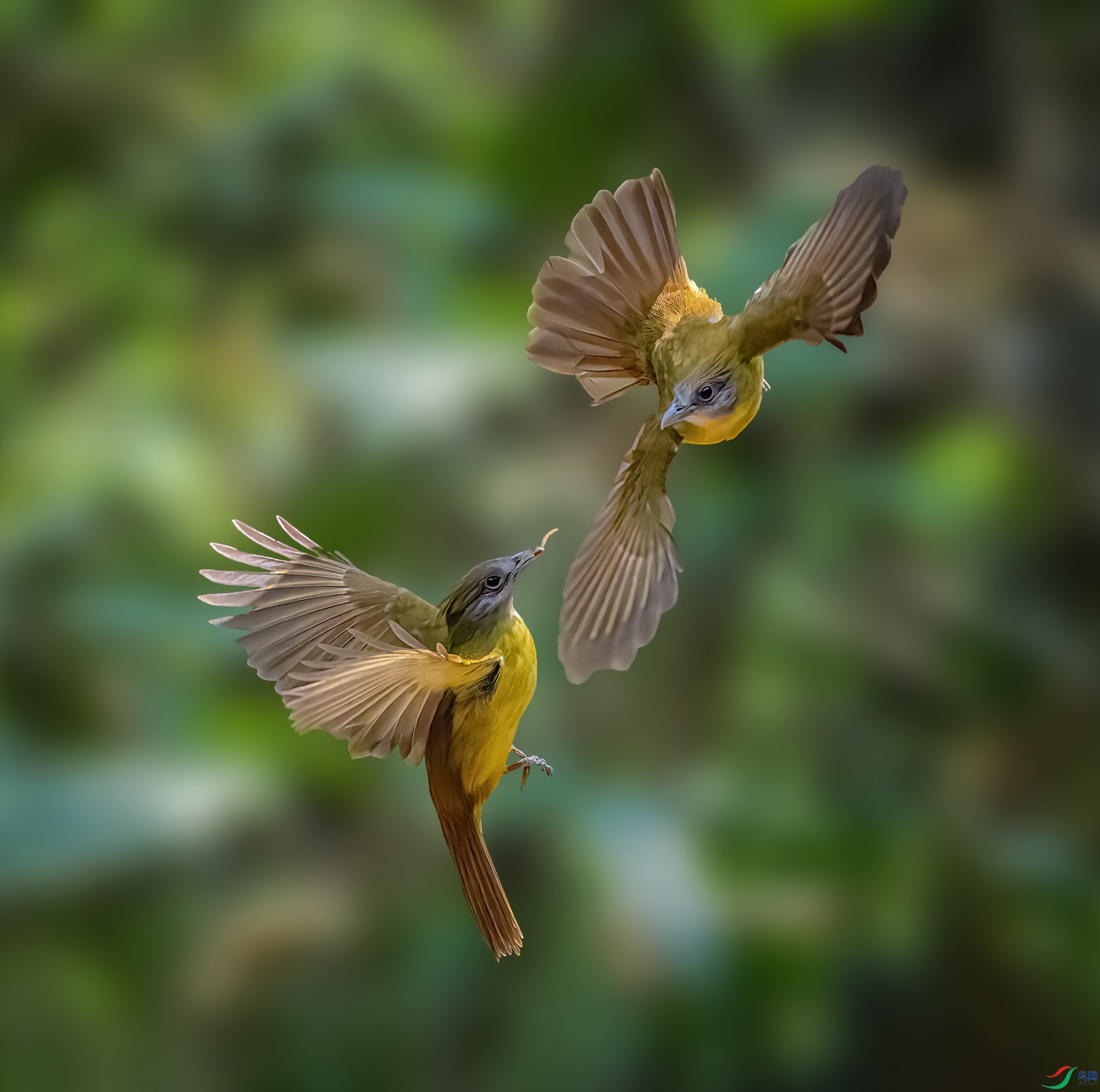 �Ƹ�����