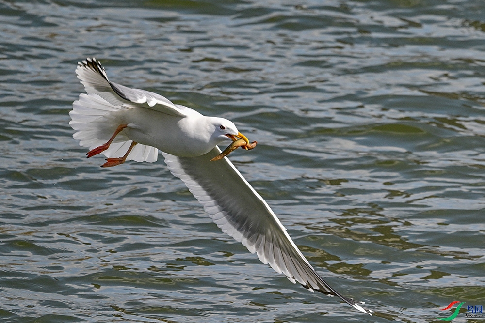 DSC_5085a---1000a.jpg
