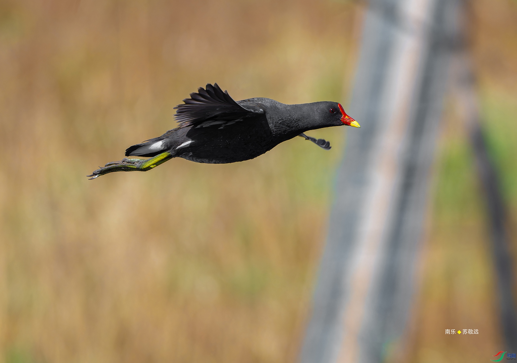 _DSC5268-NEF_DxO_С.jpg