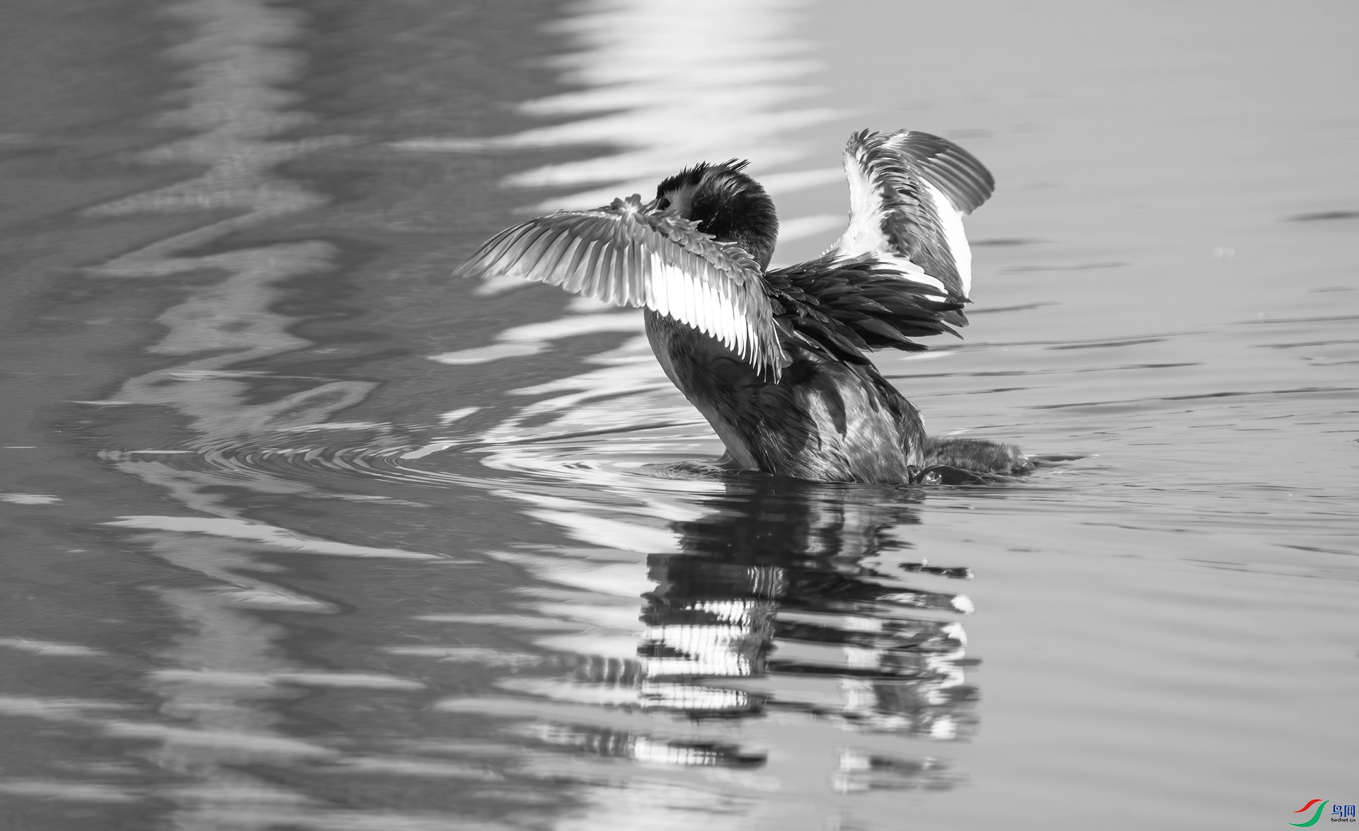 DSC00460 ����.jpg