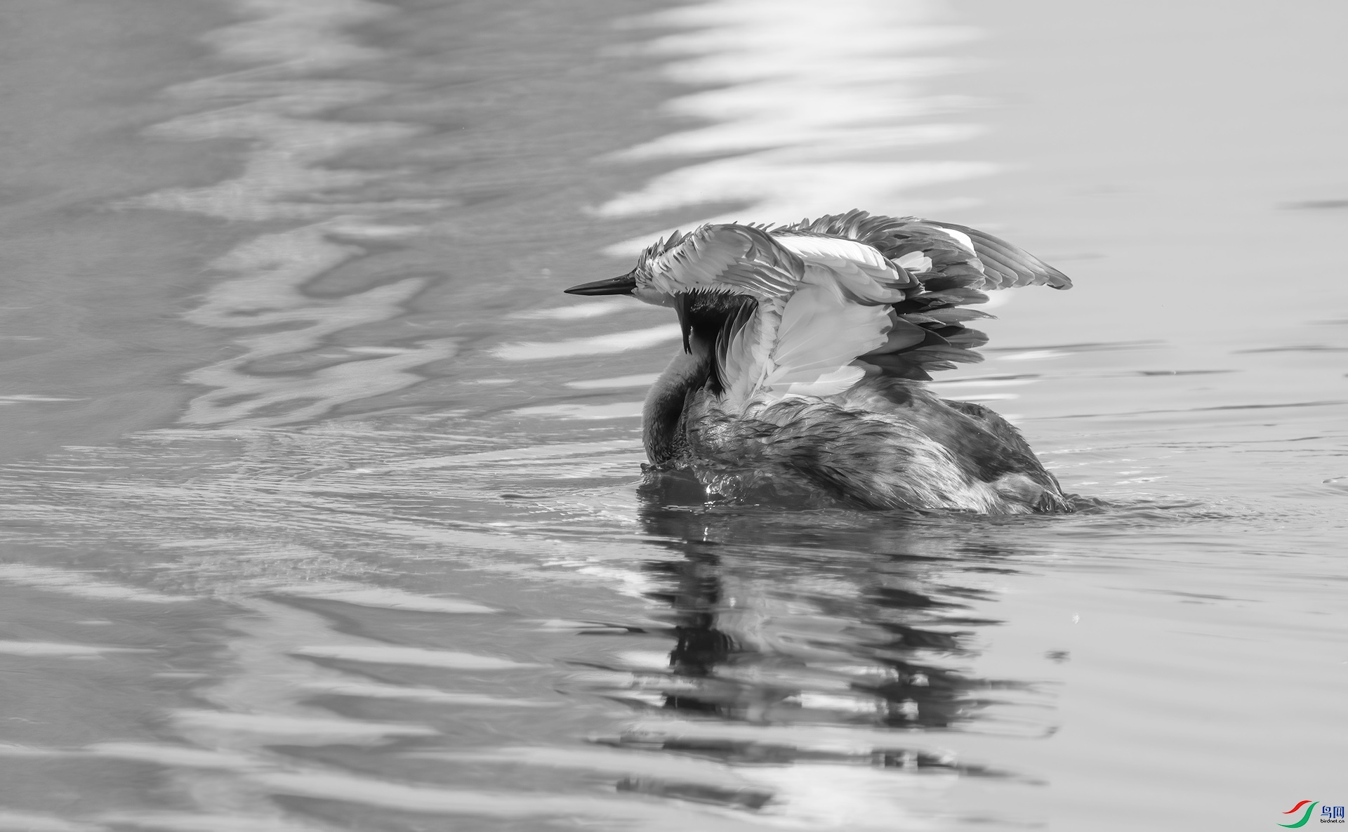 DSC00464 ����.jpg