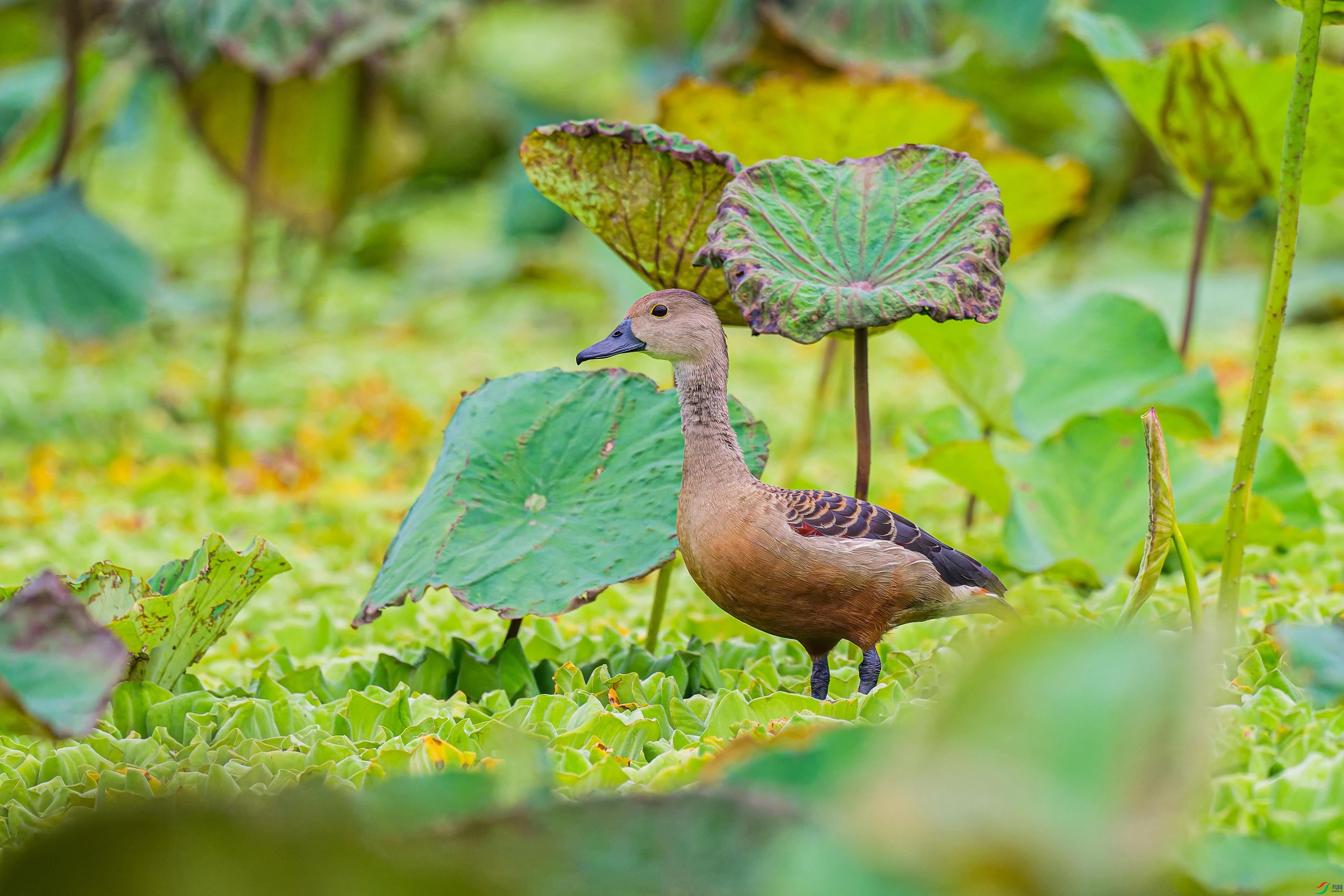 DSC_0001_DxO ����.jpg