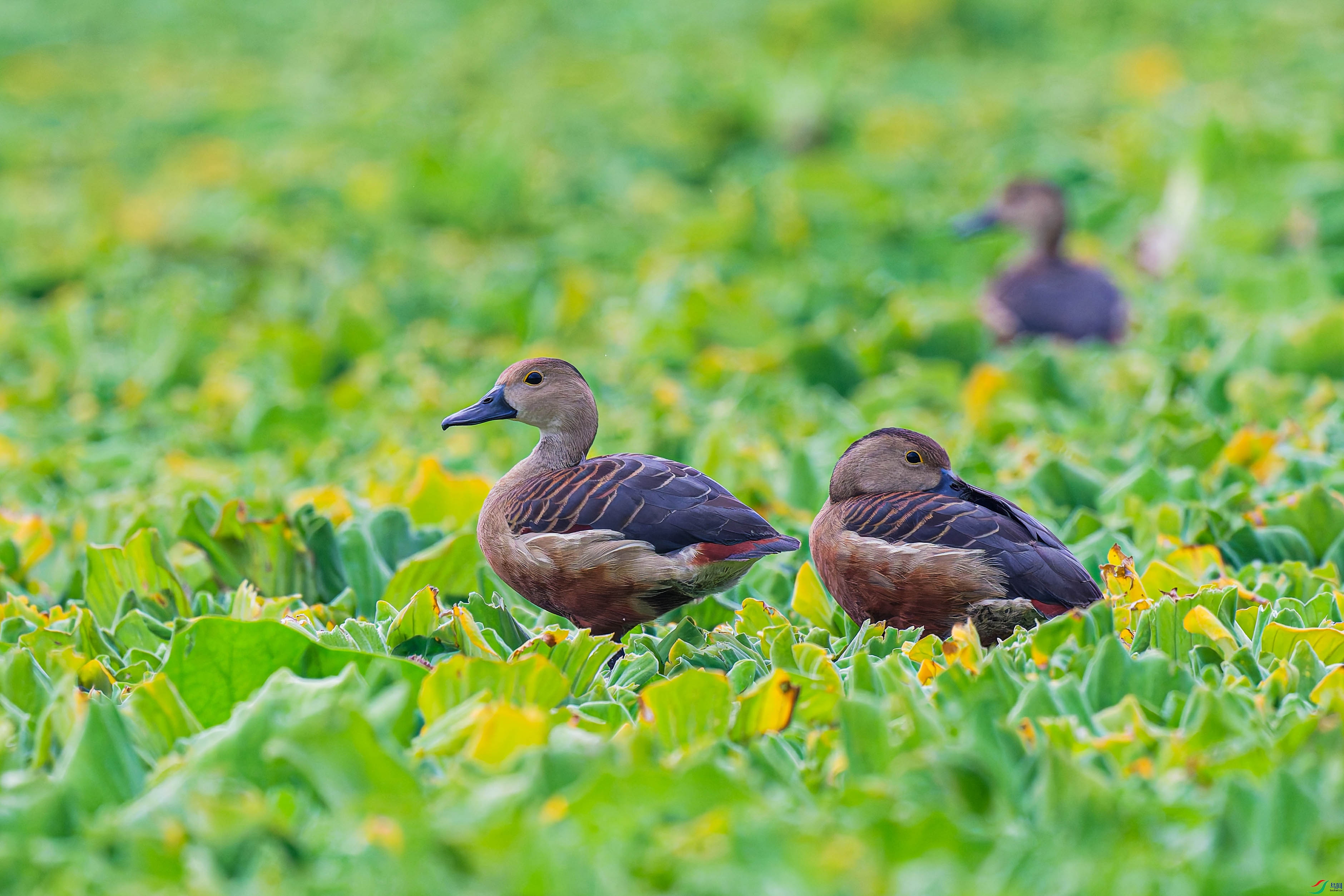 DSC_0522_DxO ����.jpg