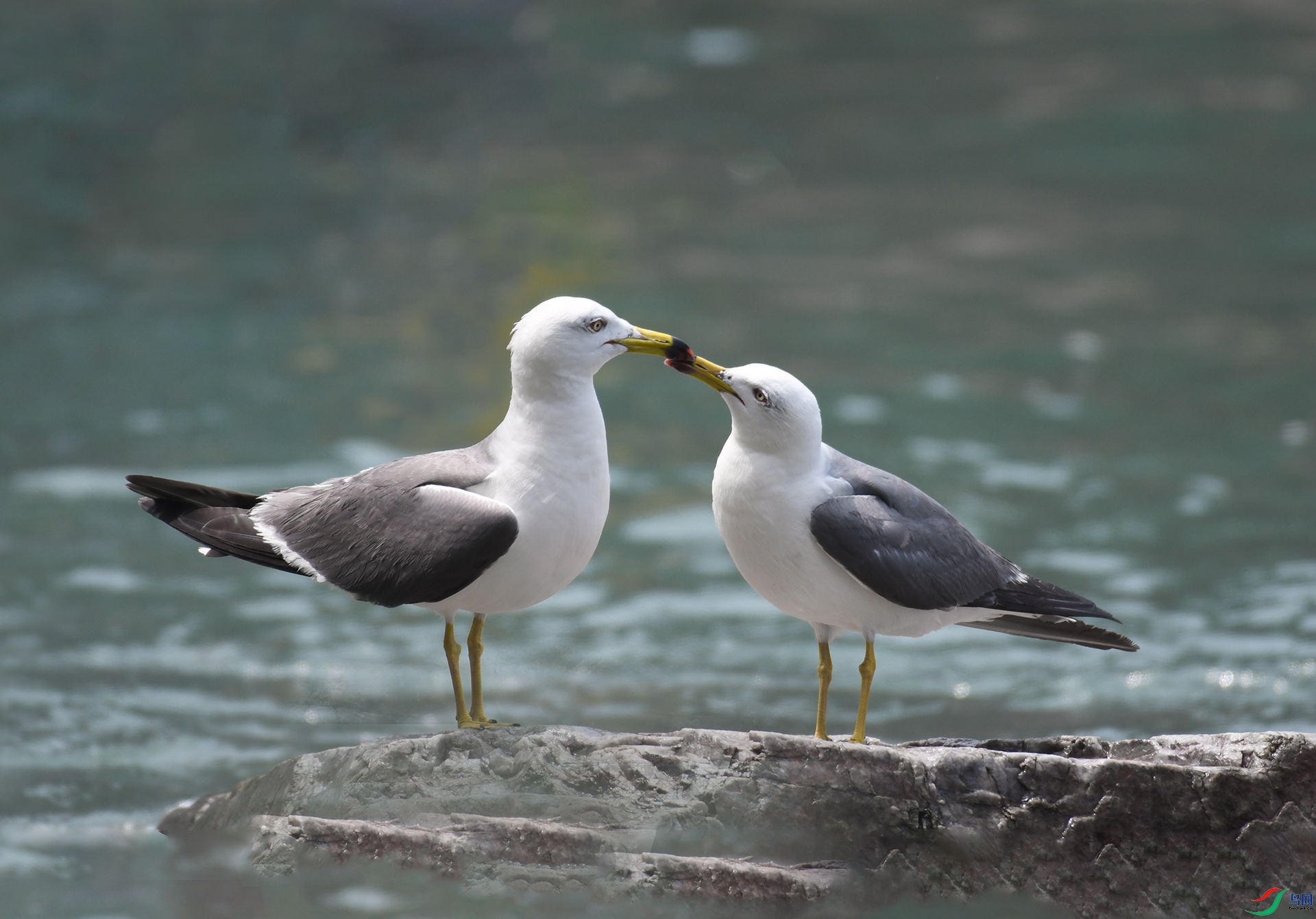 DSC_0910 ����.jpg