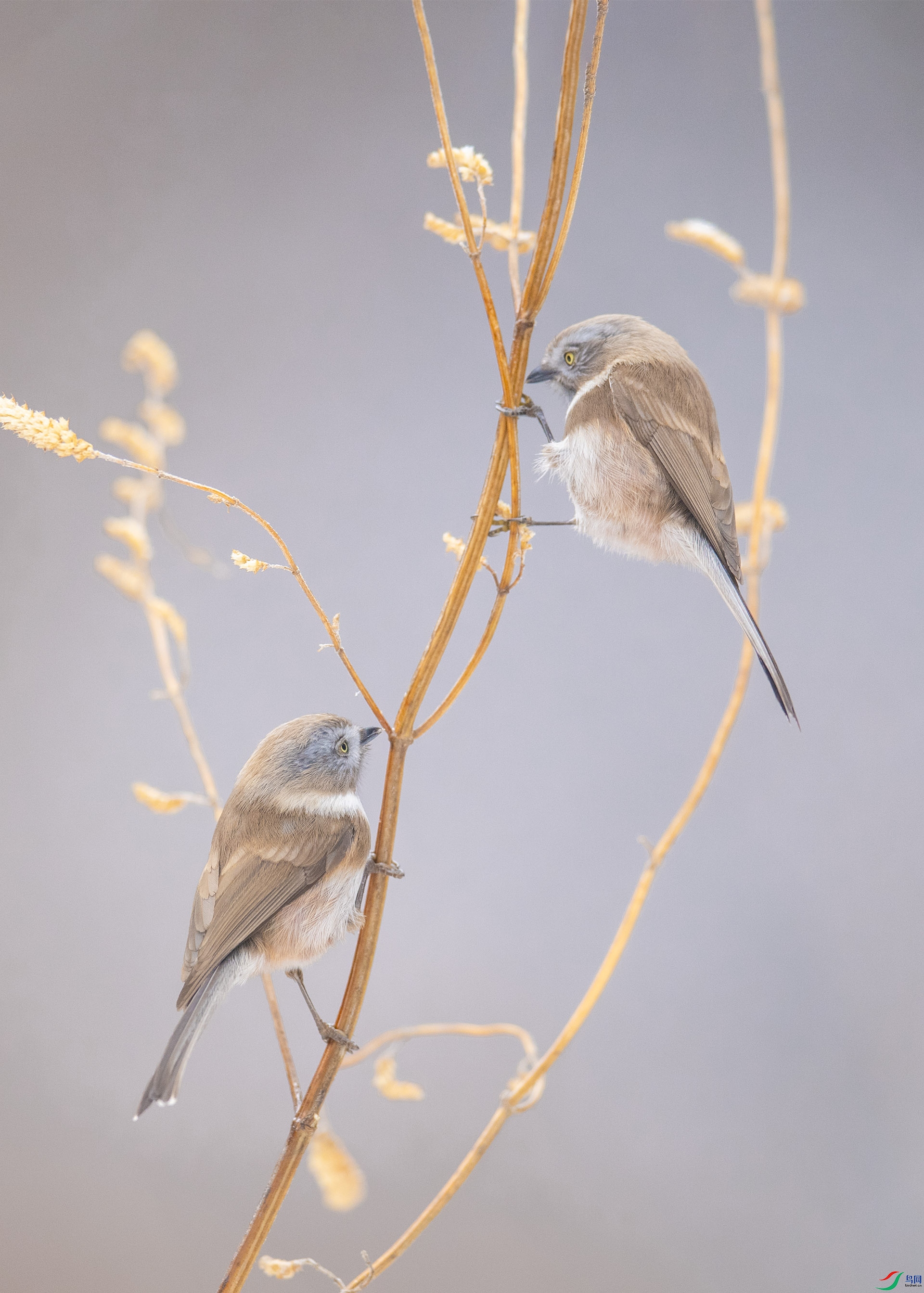 WLZ_3368 ����.jpg