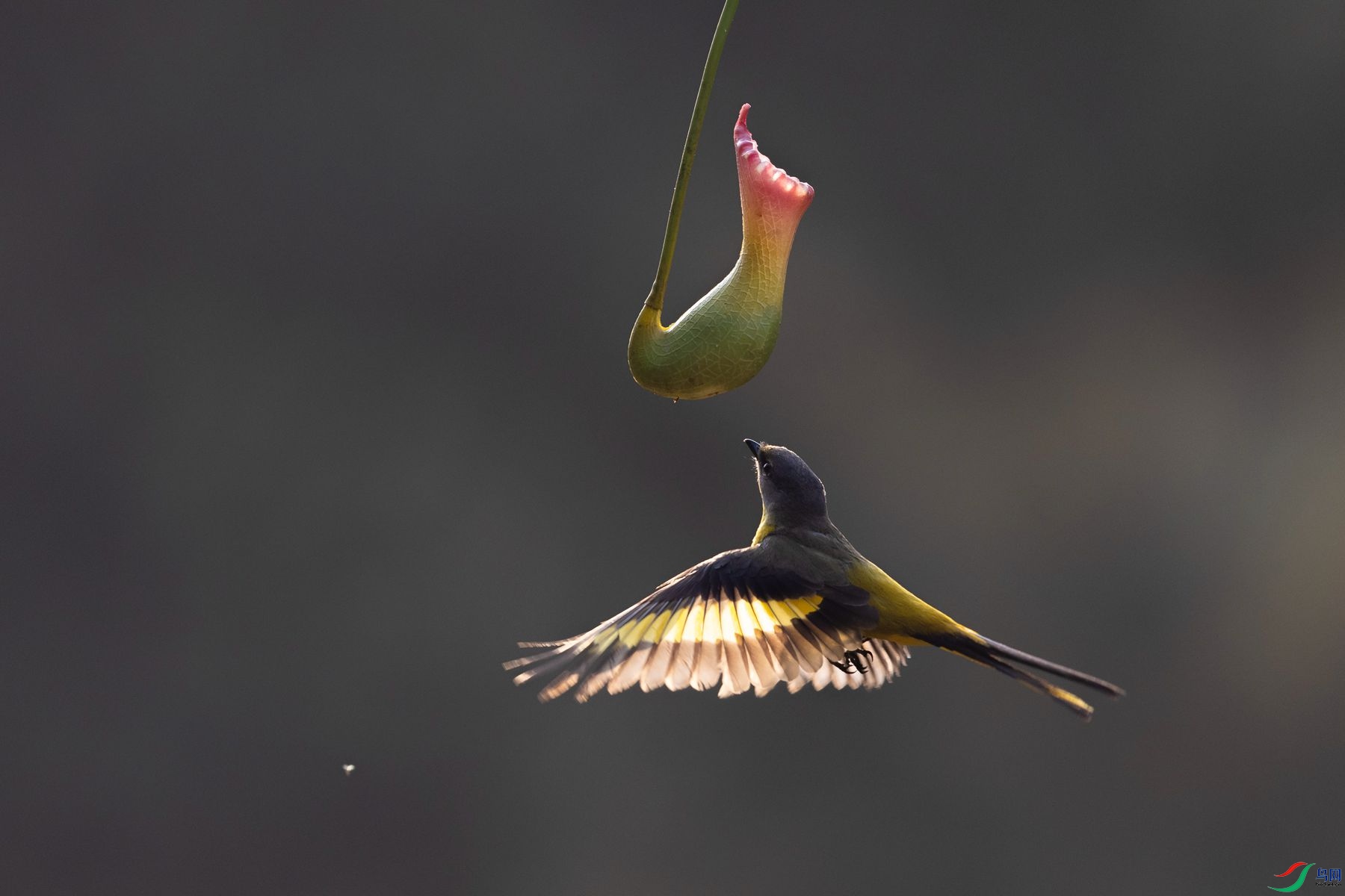 ���ɽ����