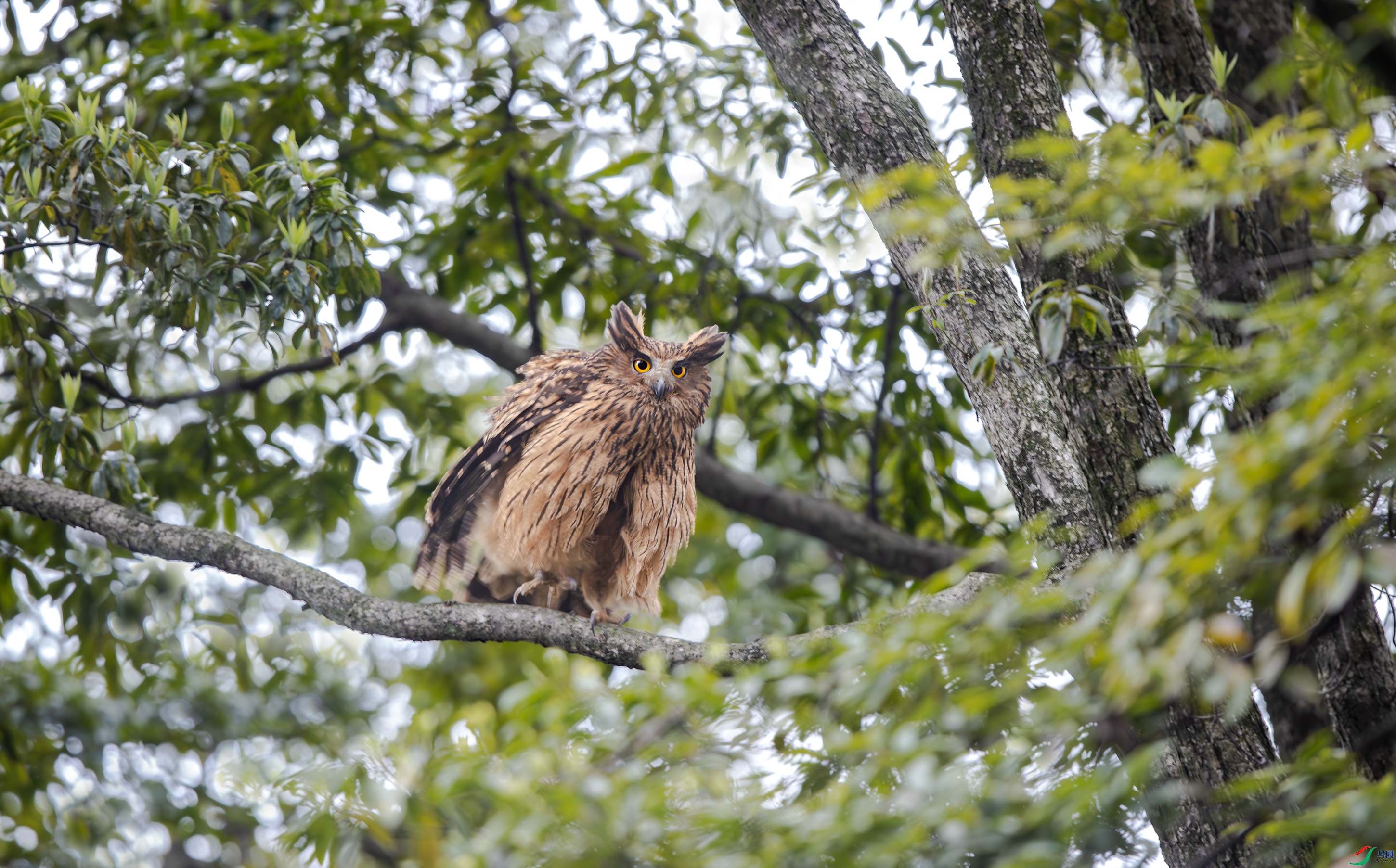 A15I7211-4-NR ����.jpg