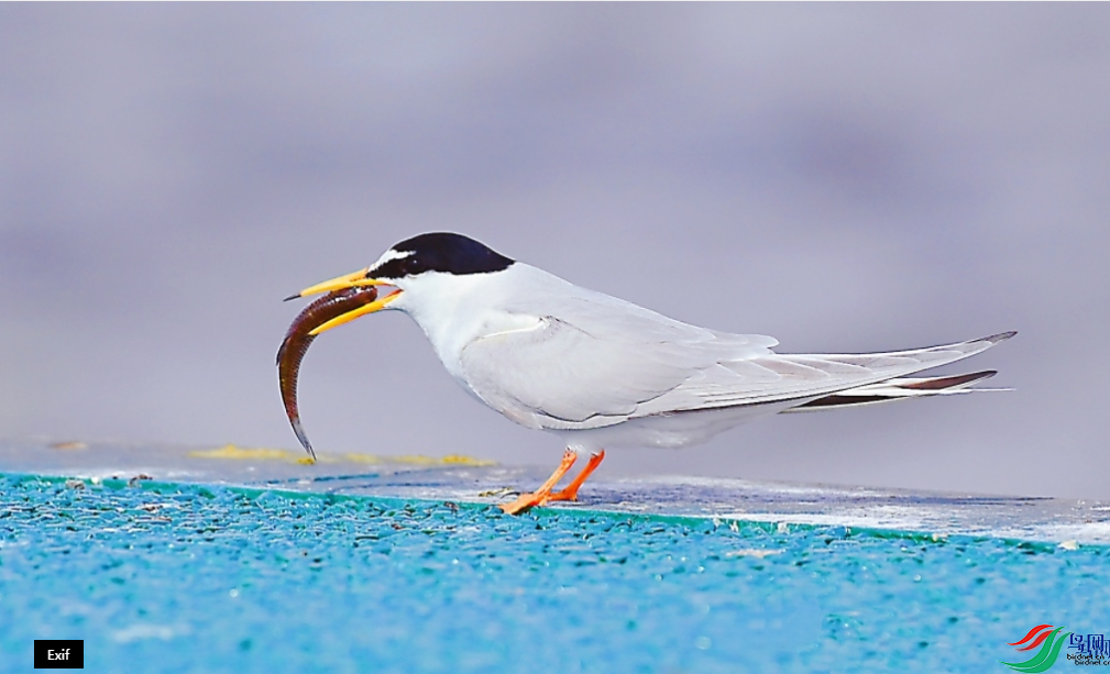 ��ʳ���ٻ����Ѿ������������� 21.png